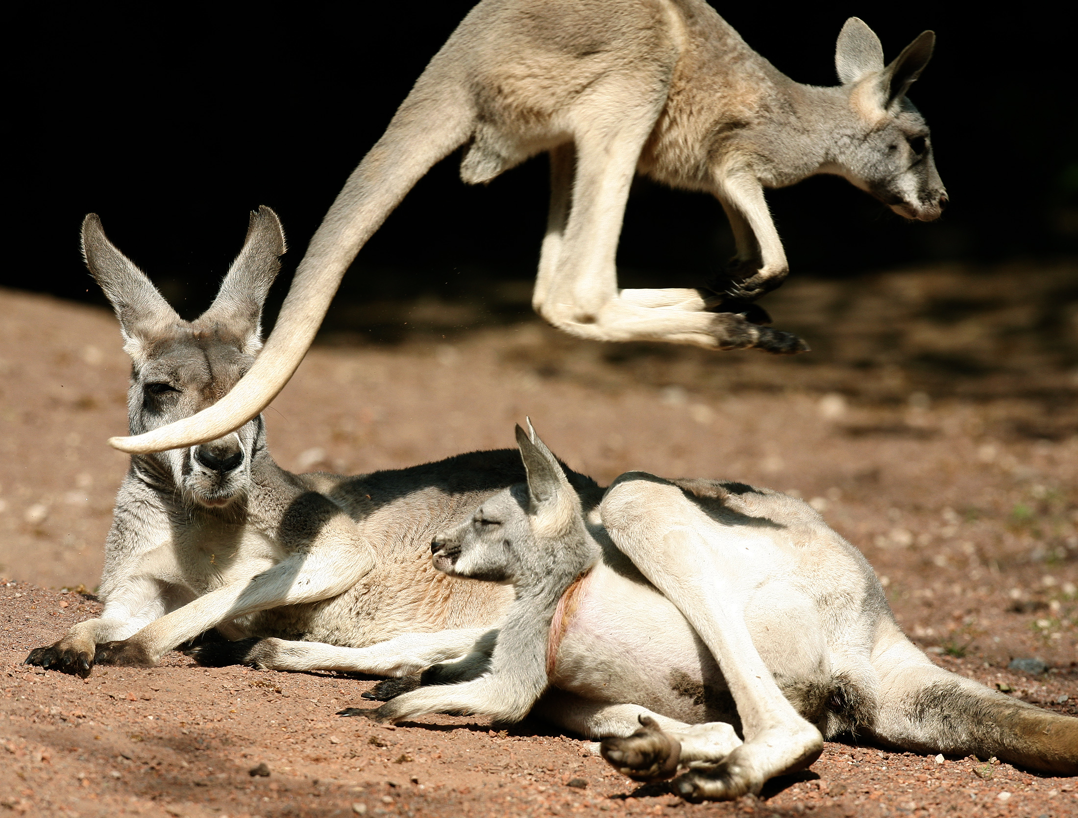 Most kangaroos live. Кенгуру с детенышем. Кенгуру род.