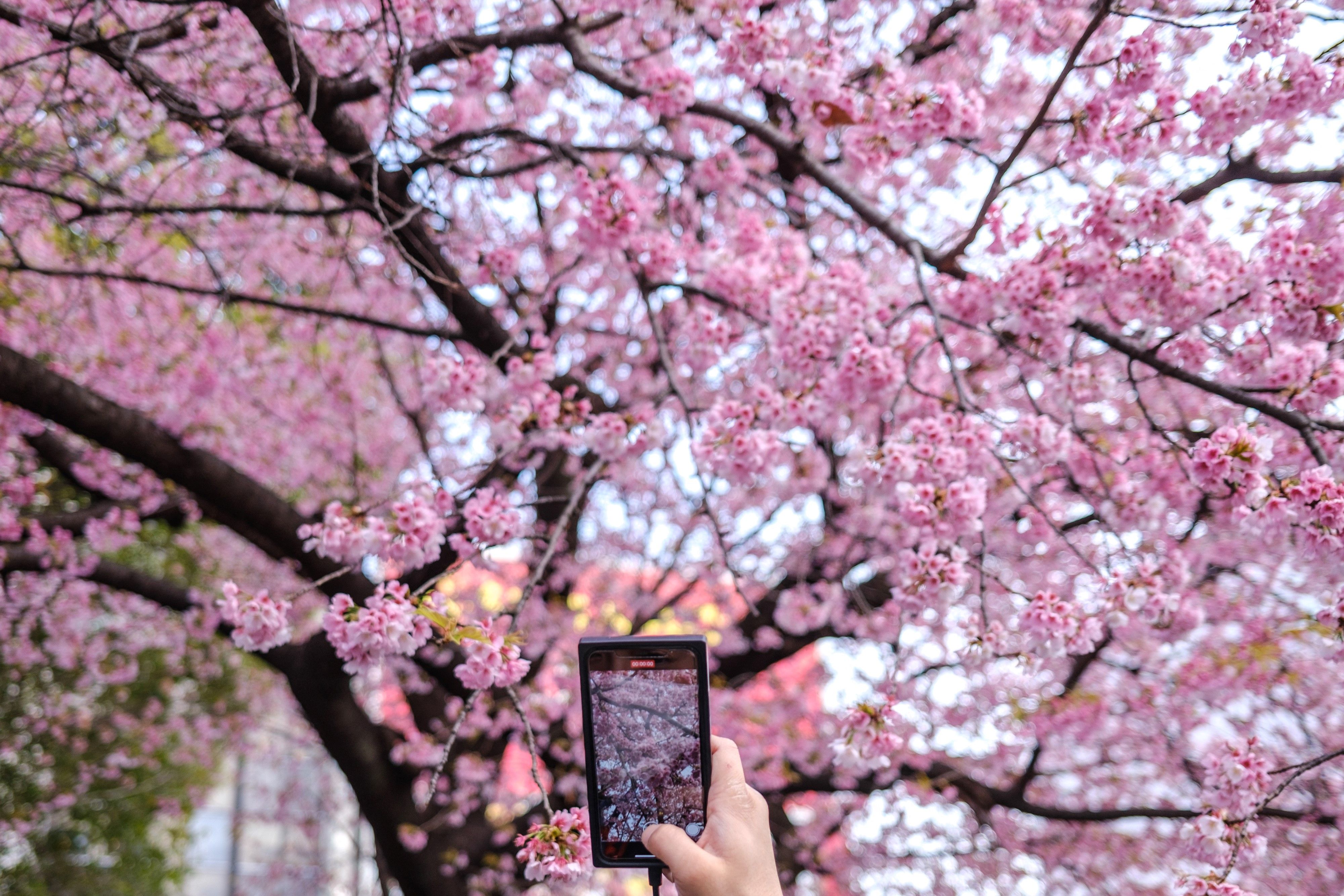 Cherry Blossom Season is Here!