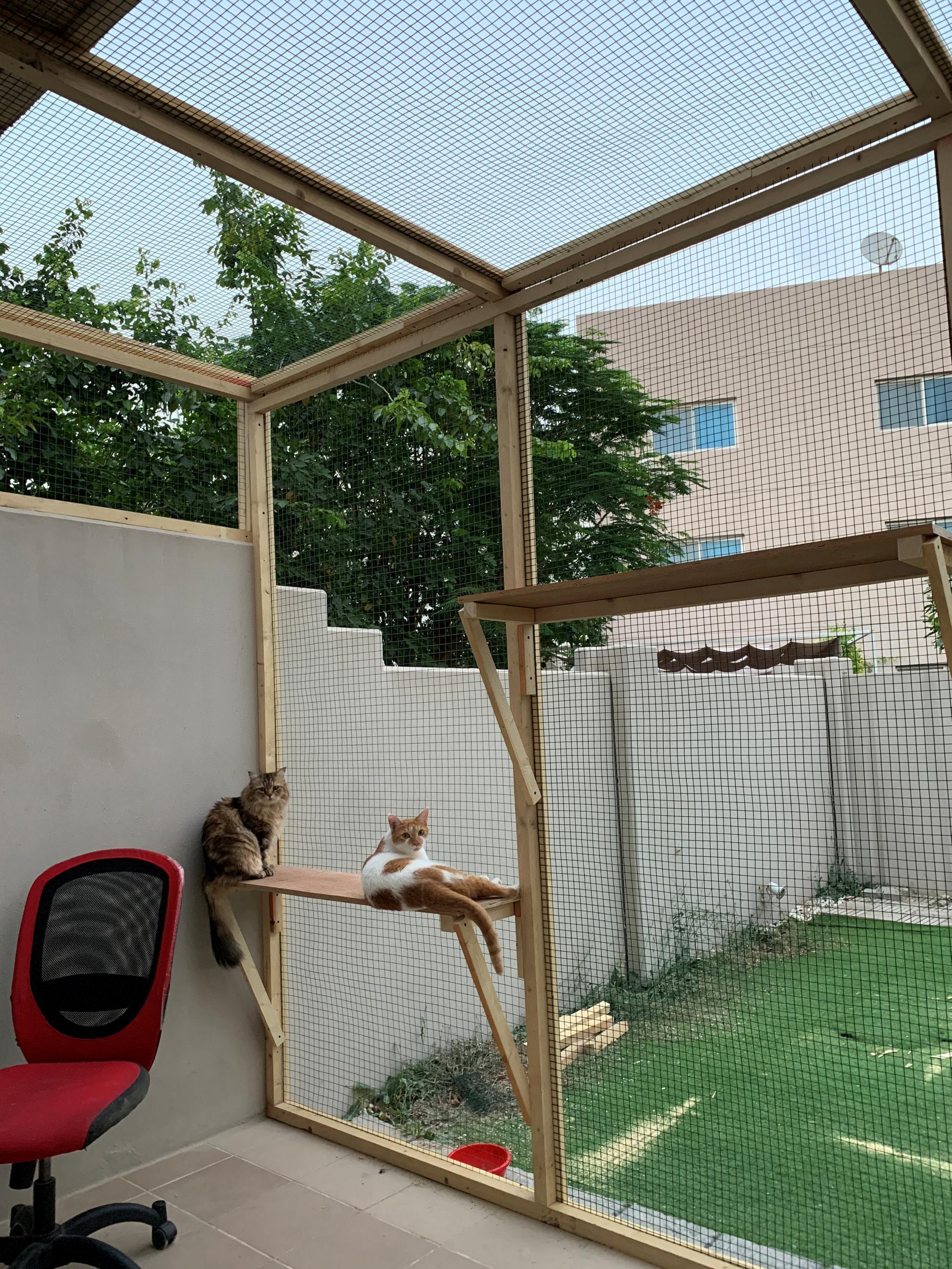 Outdoor shop cat enclosure