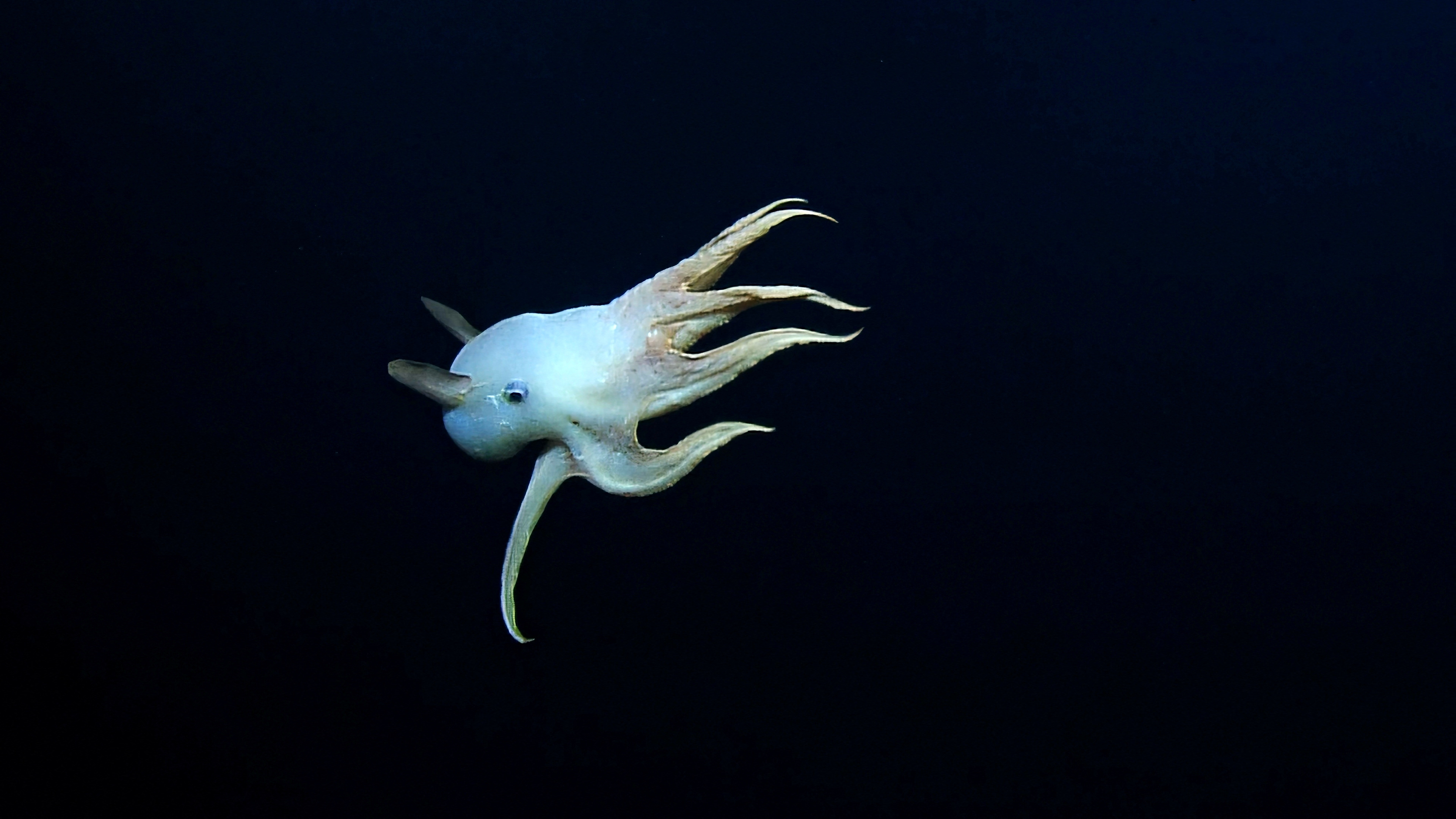 Working together for a sustainable Octopus farming in Mahafaly