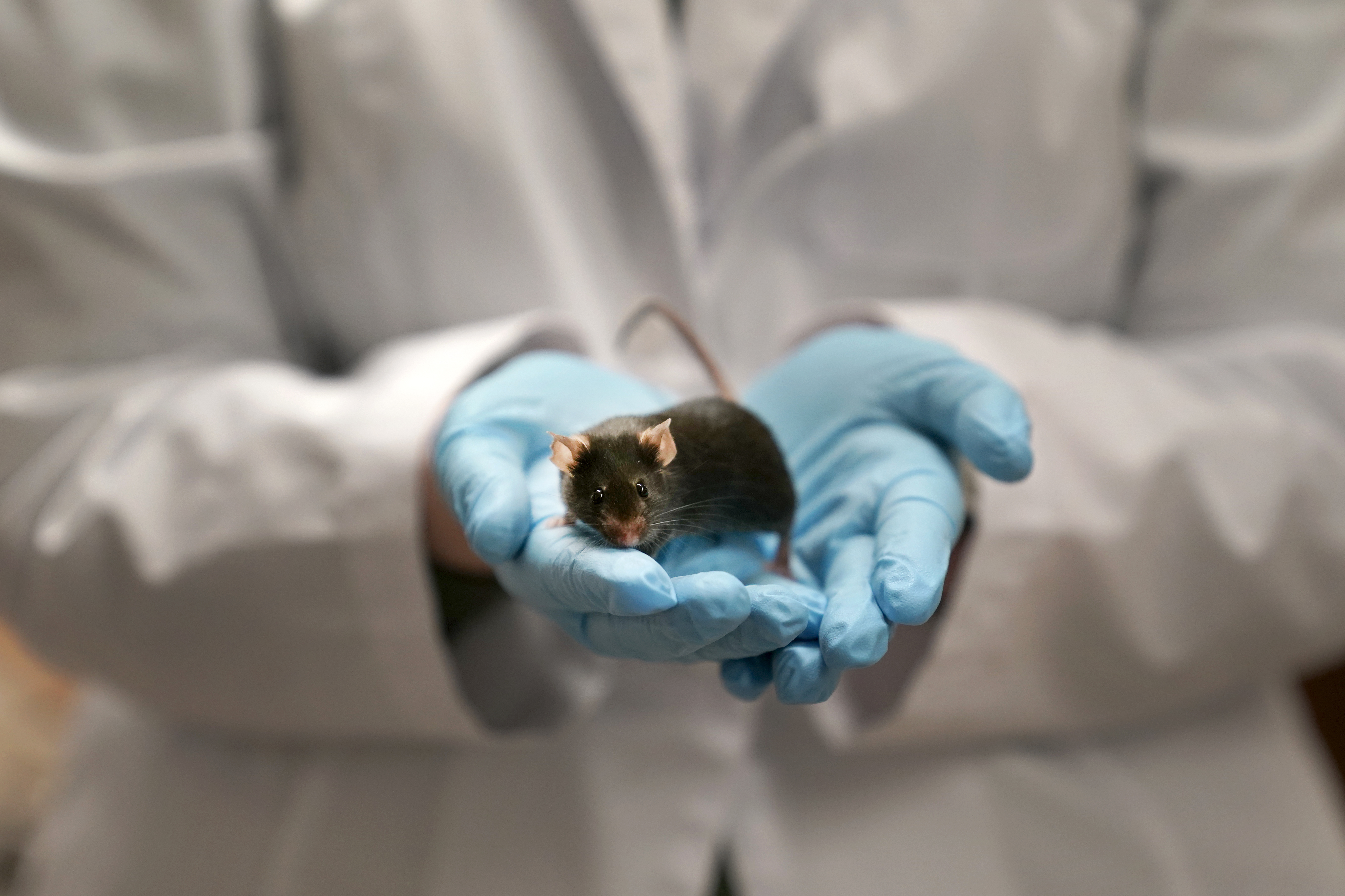 Paralyzed rats walk again in Swiss lab study