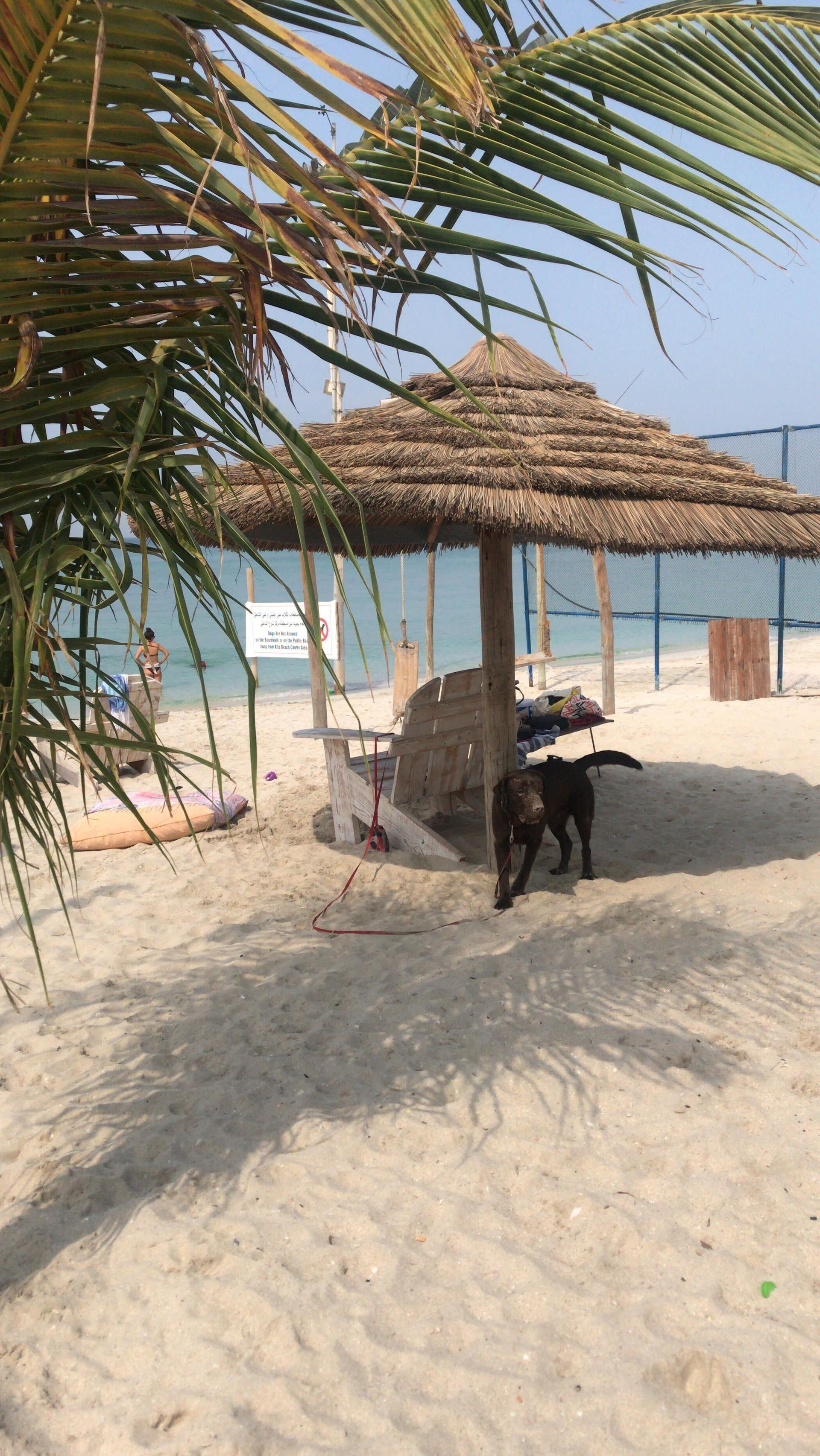 Is Kite Beach Dog Friendly