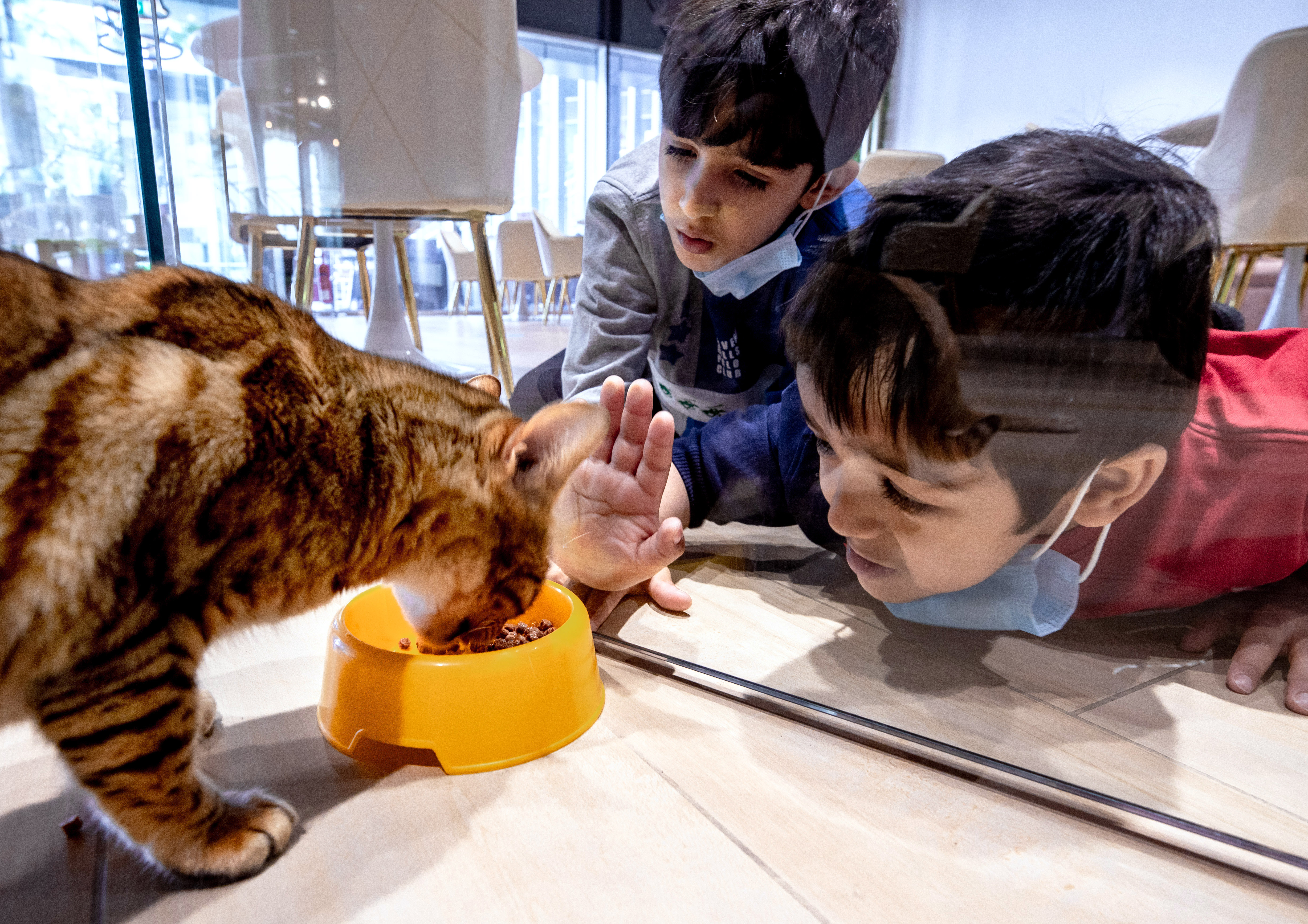 Cat Cafe - Cafe Meow