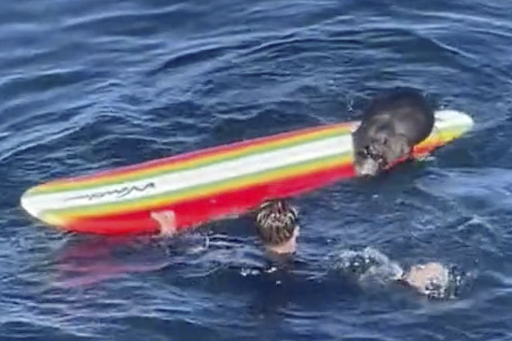 Surfboard stealing sea otter wreaks havoc in California