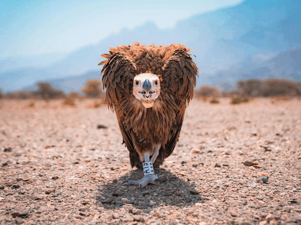 Could the Gulf hold the key to saving 'the world's most hideous bird'? |  The National, image size:1024x768