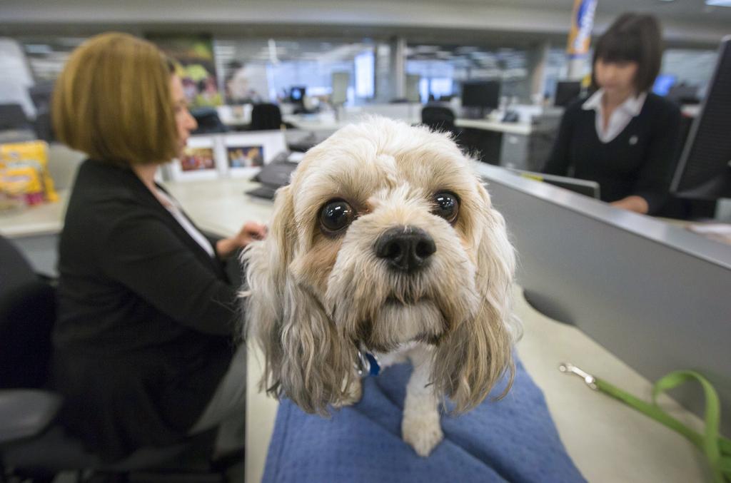 Science Says: “Nose Work is Good for Your Dog!”