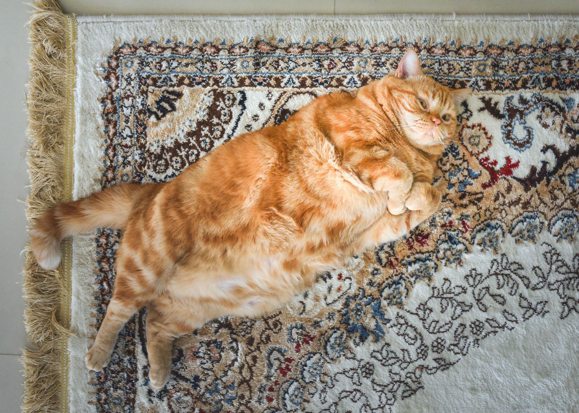 Fat cats and chonky pets: why the internet's obsession with overweight  animals is inhumane