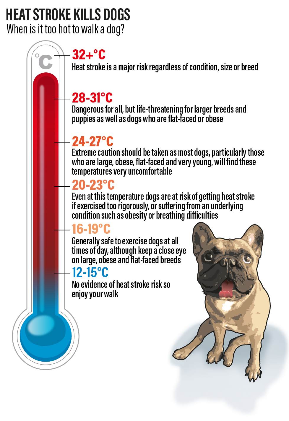 what happens when a dog dies of heat stroke