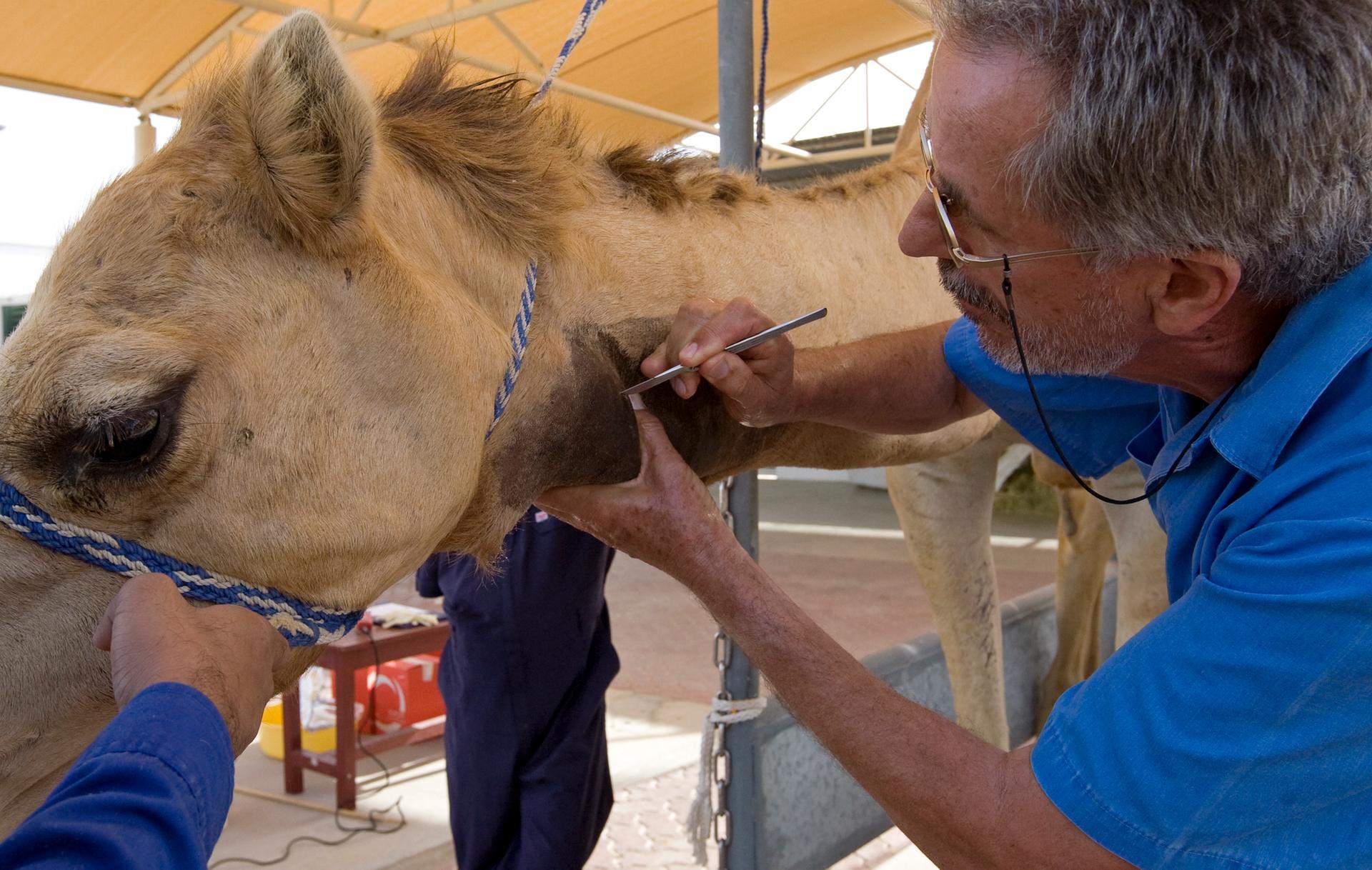 DVM Geelle - #Veterinary ______ #Camel #disease (6) _____ #Nasal #bots # Nasal #myiasis Some Local Language Sangaale (Somali) Al-naghaf (Arabic)  النگف Rhamu (kenya) Magaz ki kera (India) #Introduction