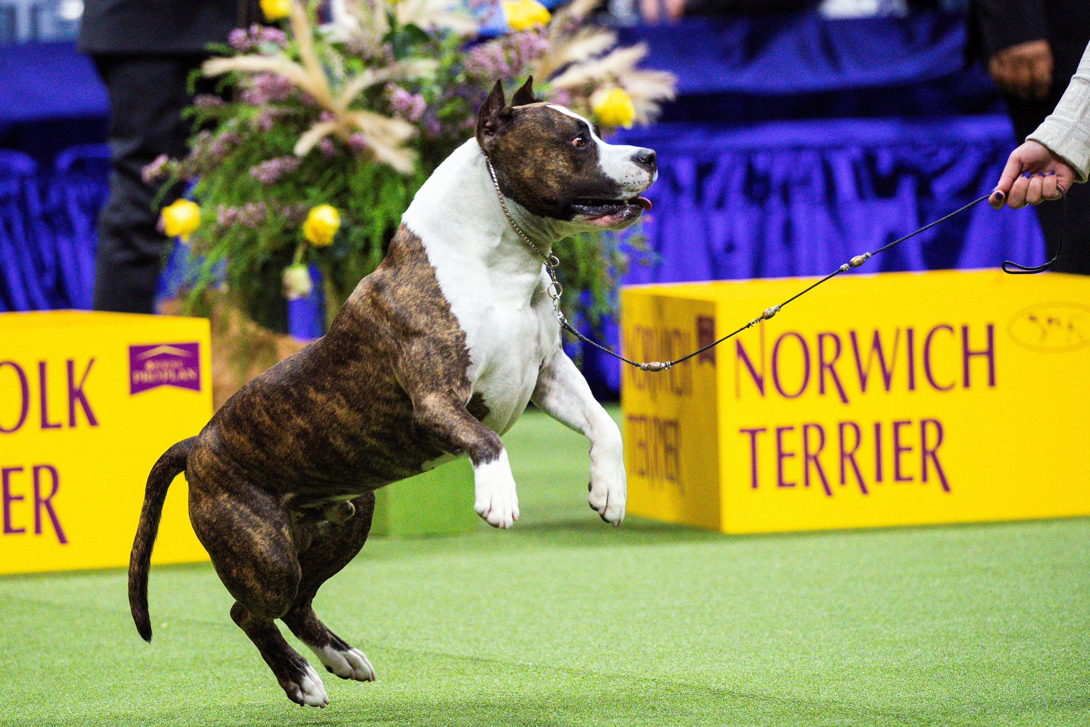 National dog show store american staffordshire terrier