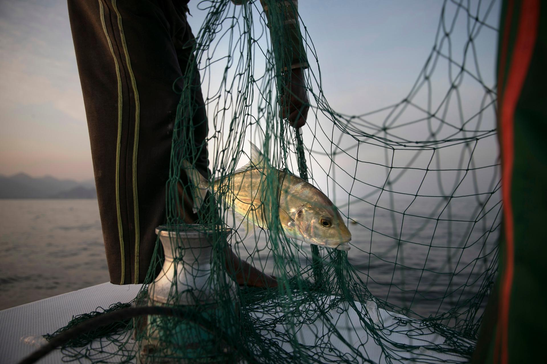 Some 85% of key fish species in Arabian Gulf wiped out, UAE study finds