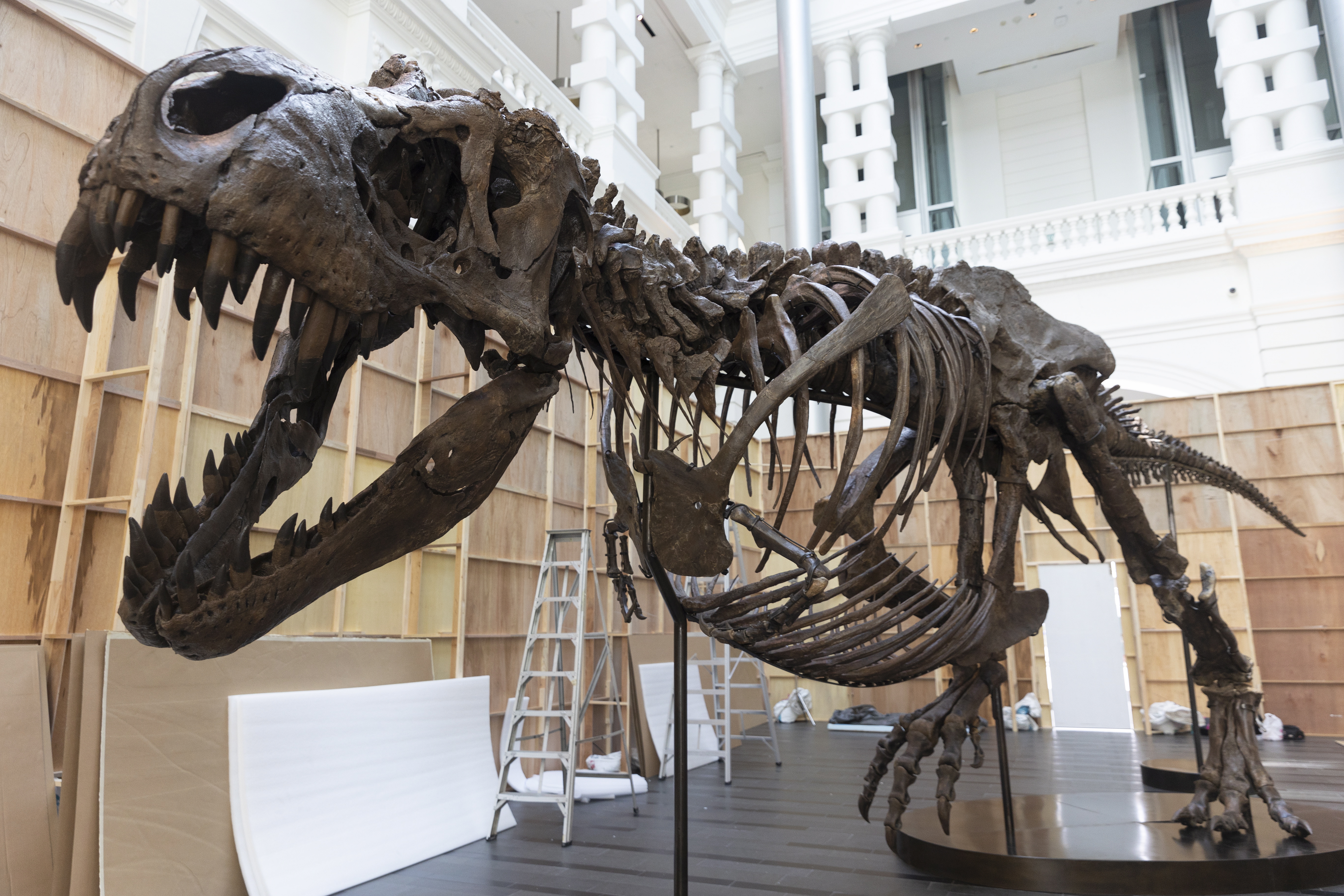 A T. Rex Sold for $31.8 Million, and Paleontologists Are Worried