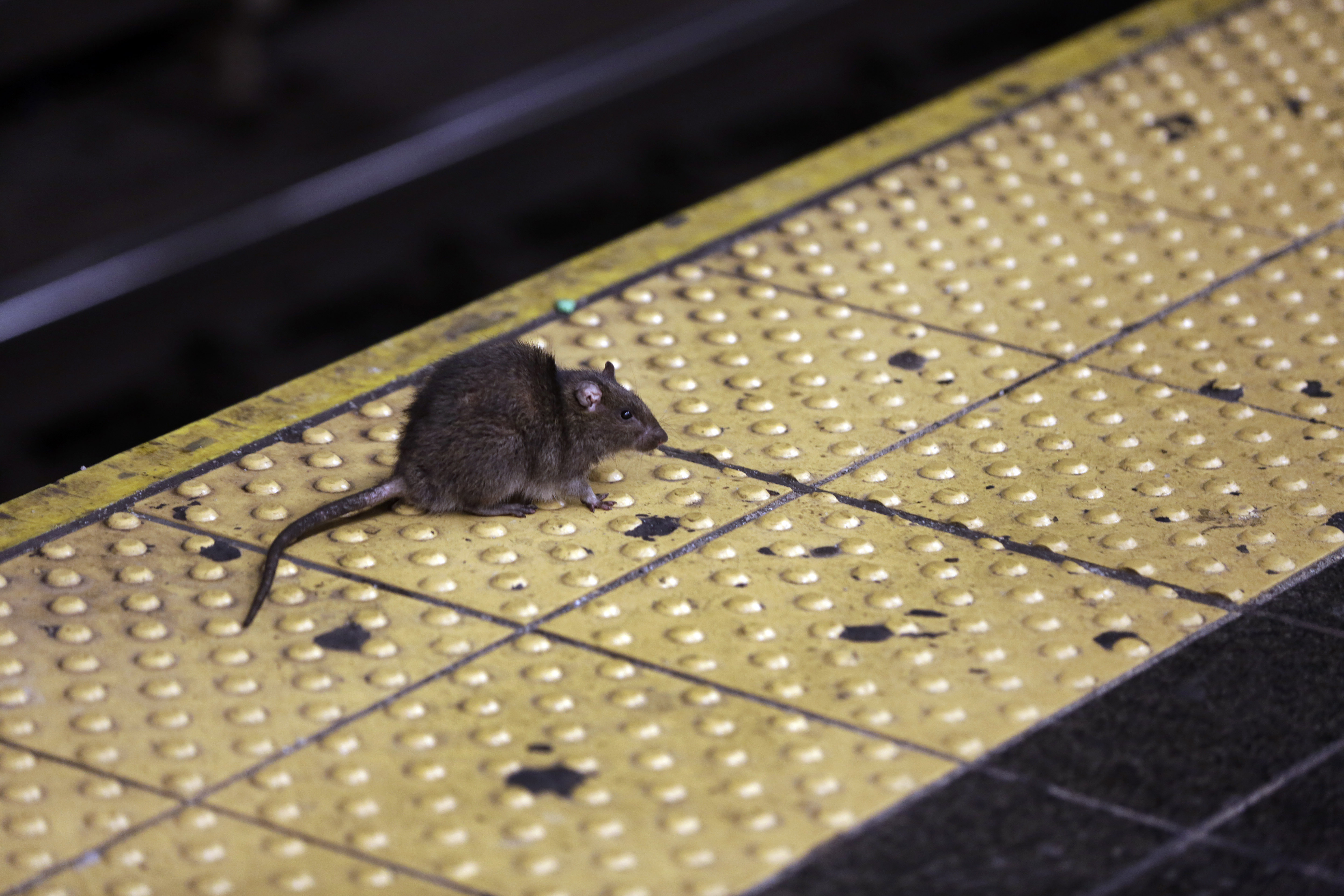 Rodents beware: New York City hires first 'rat czar