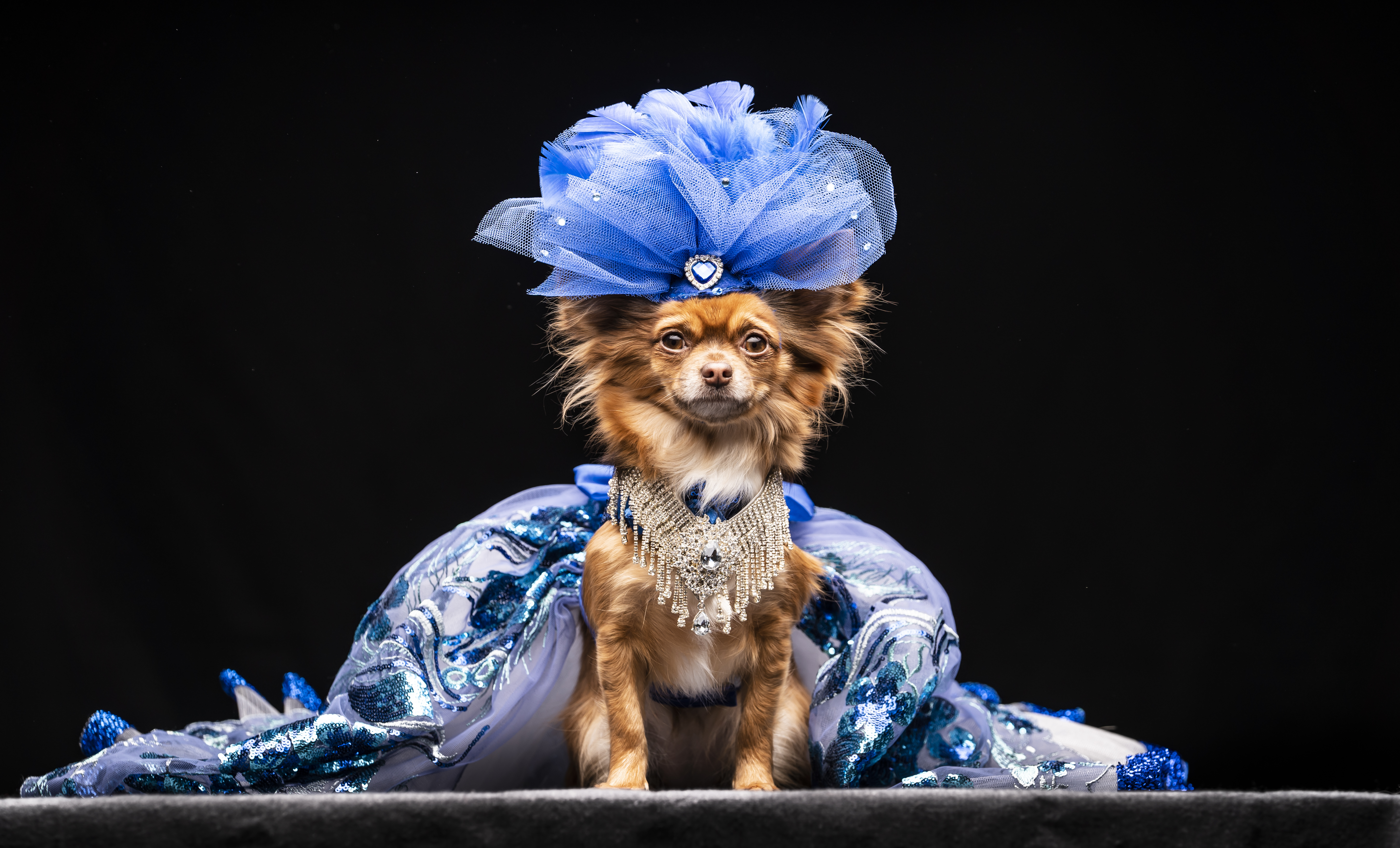 Houston Astros Feather Pet Dress Astros Feather Dog Dresses 