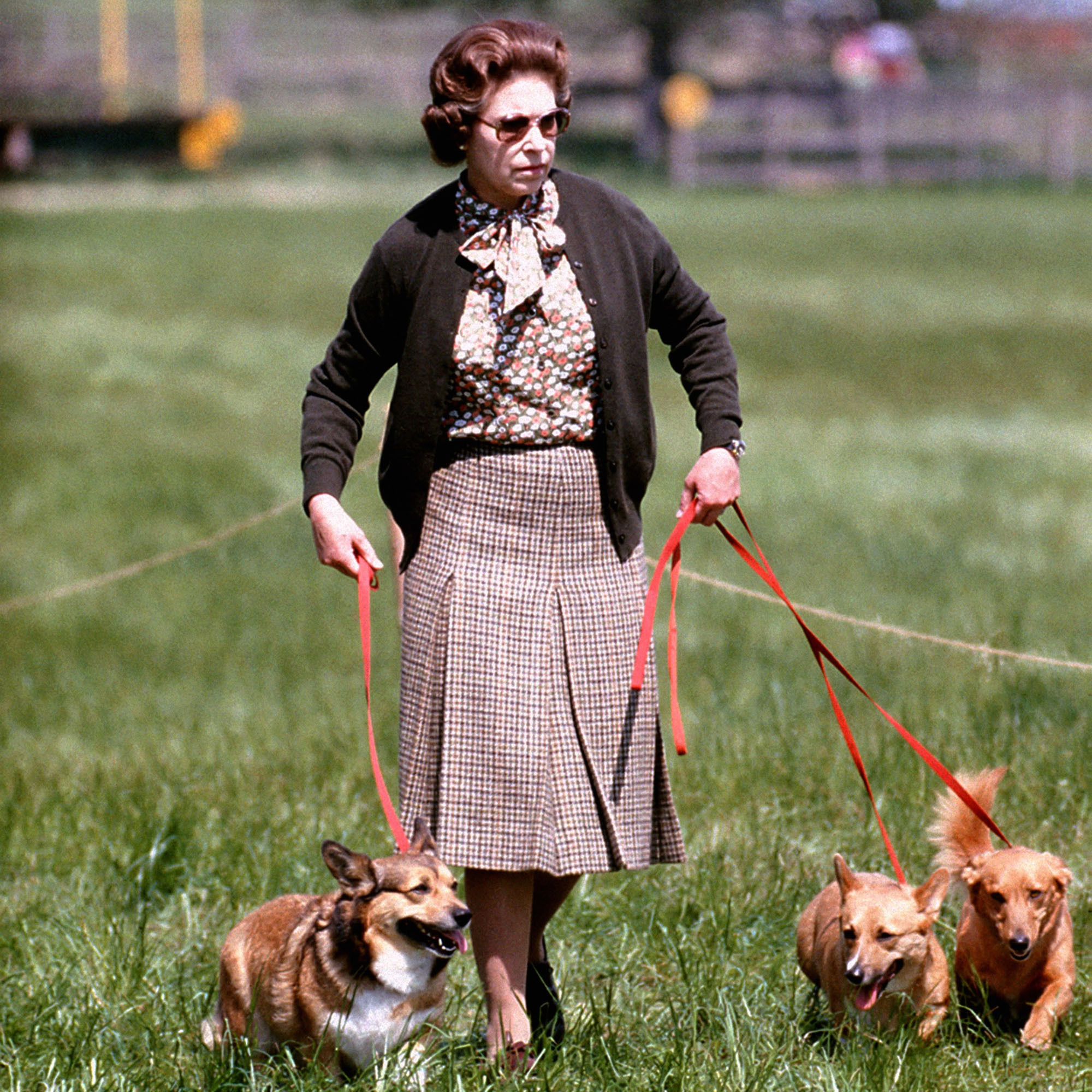 Royal dog hot sale walking