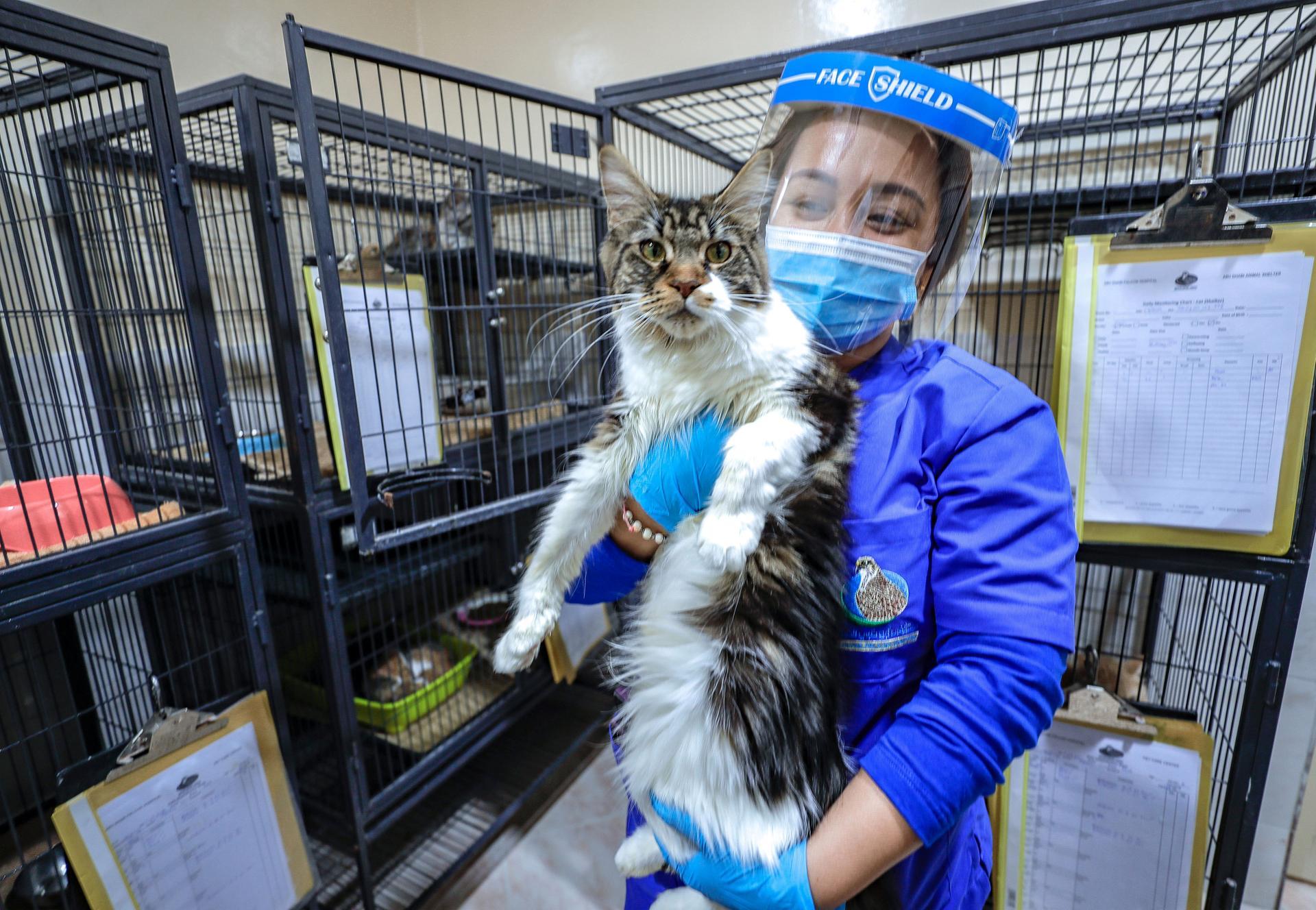 Uae Animal Owners Urged To Plan Ahead To Avoid Shock Of Pet Relocation Costs