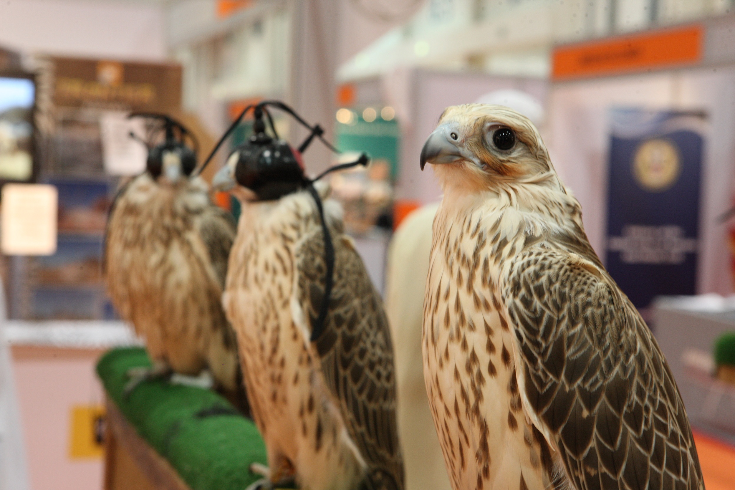 Abu Dhabi falcon competition to find the most beautiful bird