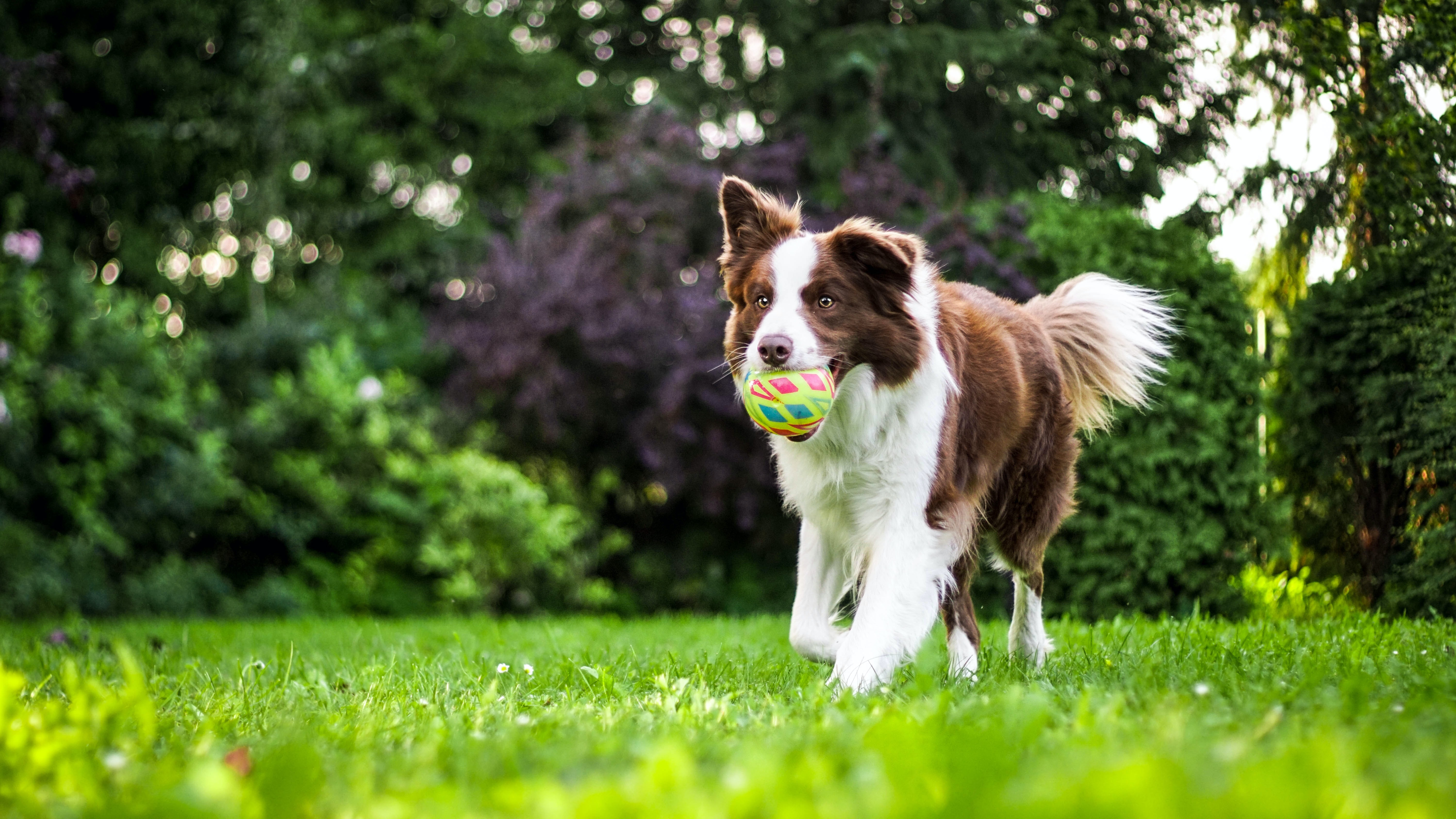 Genius dogs' can learn names of more than 100 toys, study finds