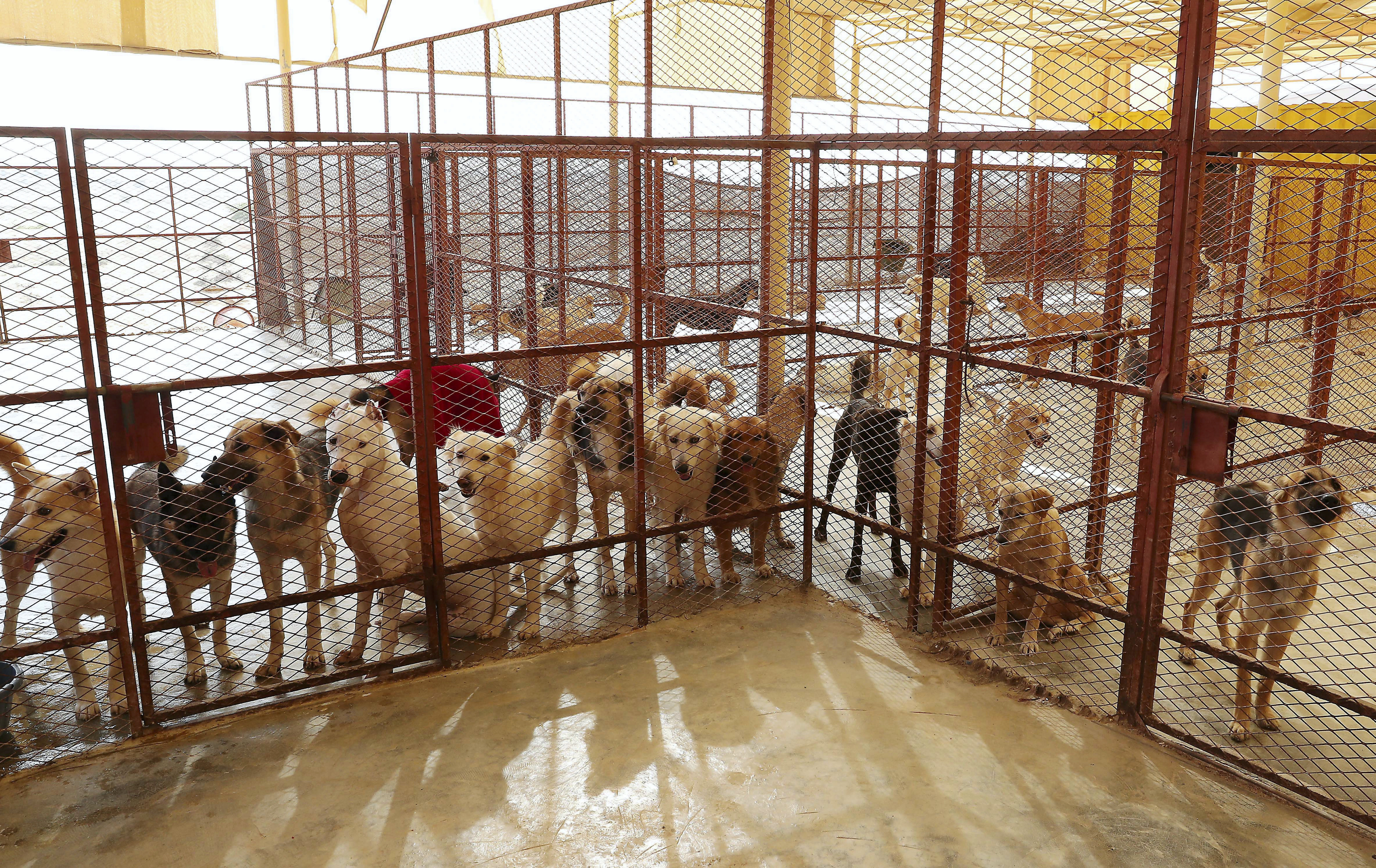 Stray Dogs Centre in Umm Al Quwain saved from eviction after local  government helps