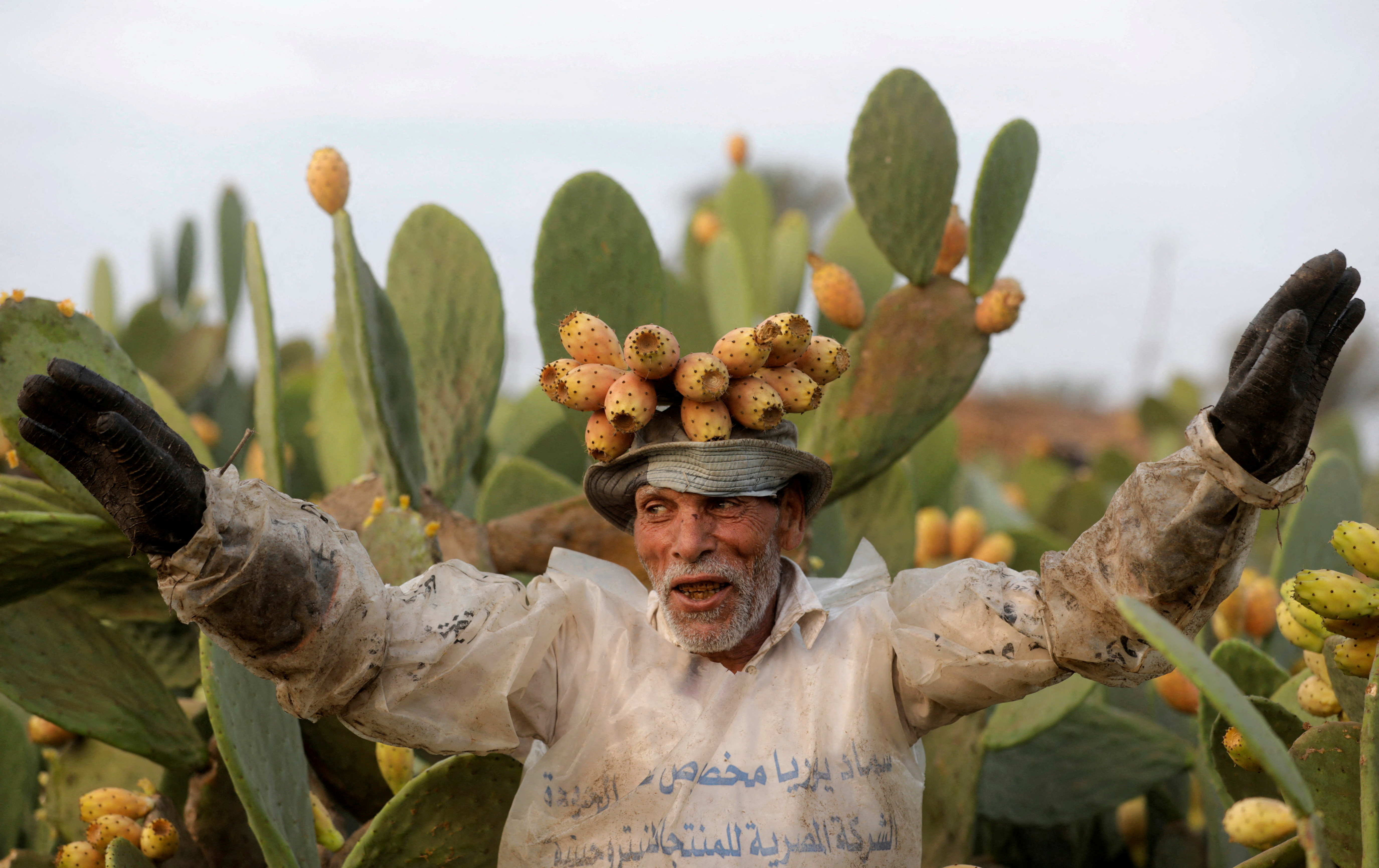 Whether rich or poor, Egyptians are united in their love of barbary figs |  The National