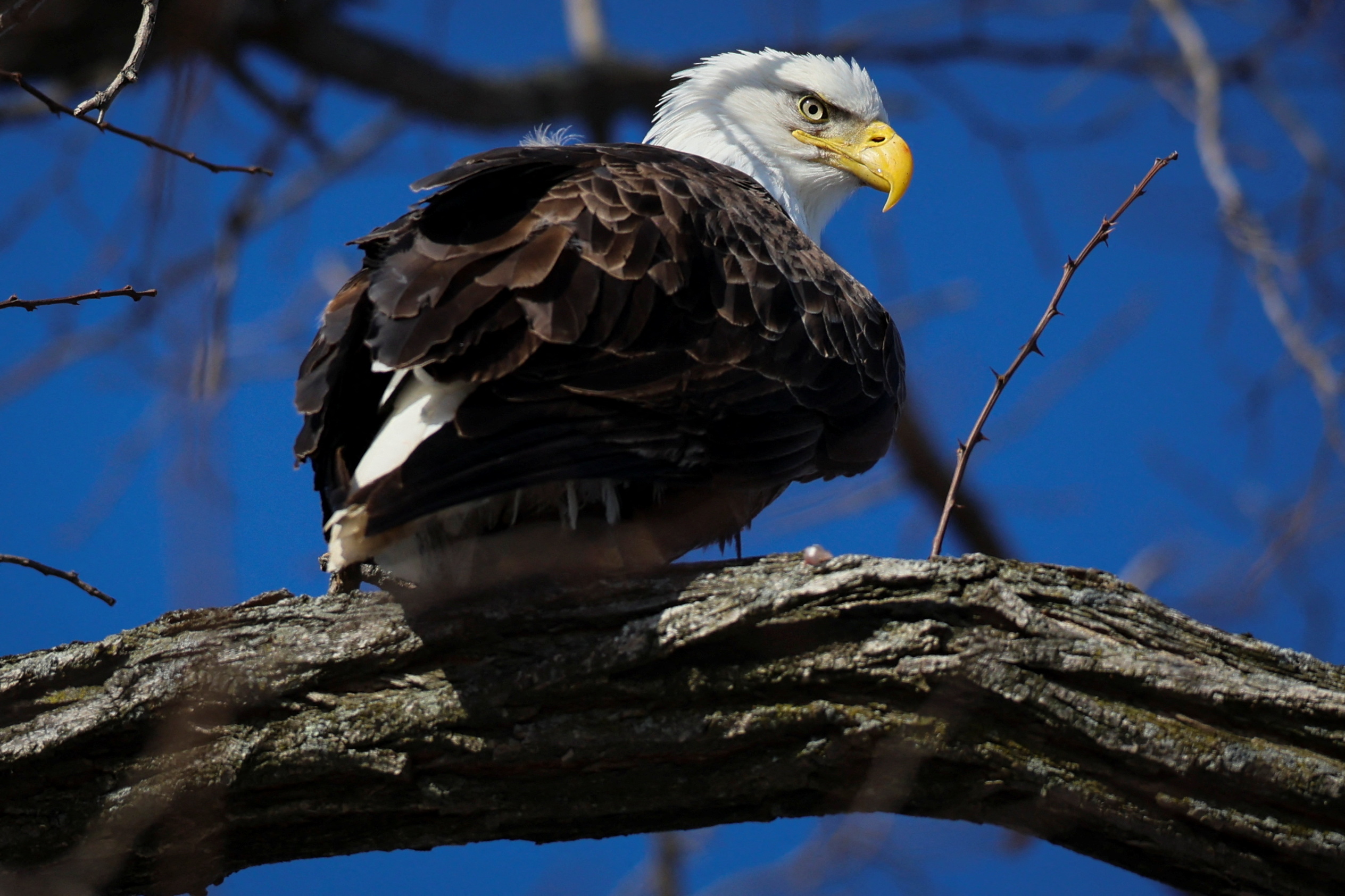 Many Bald Eagles Are Victims of Lead Poisoning, But This One Got Intensive  Care