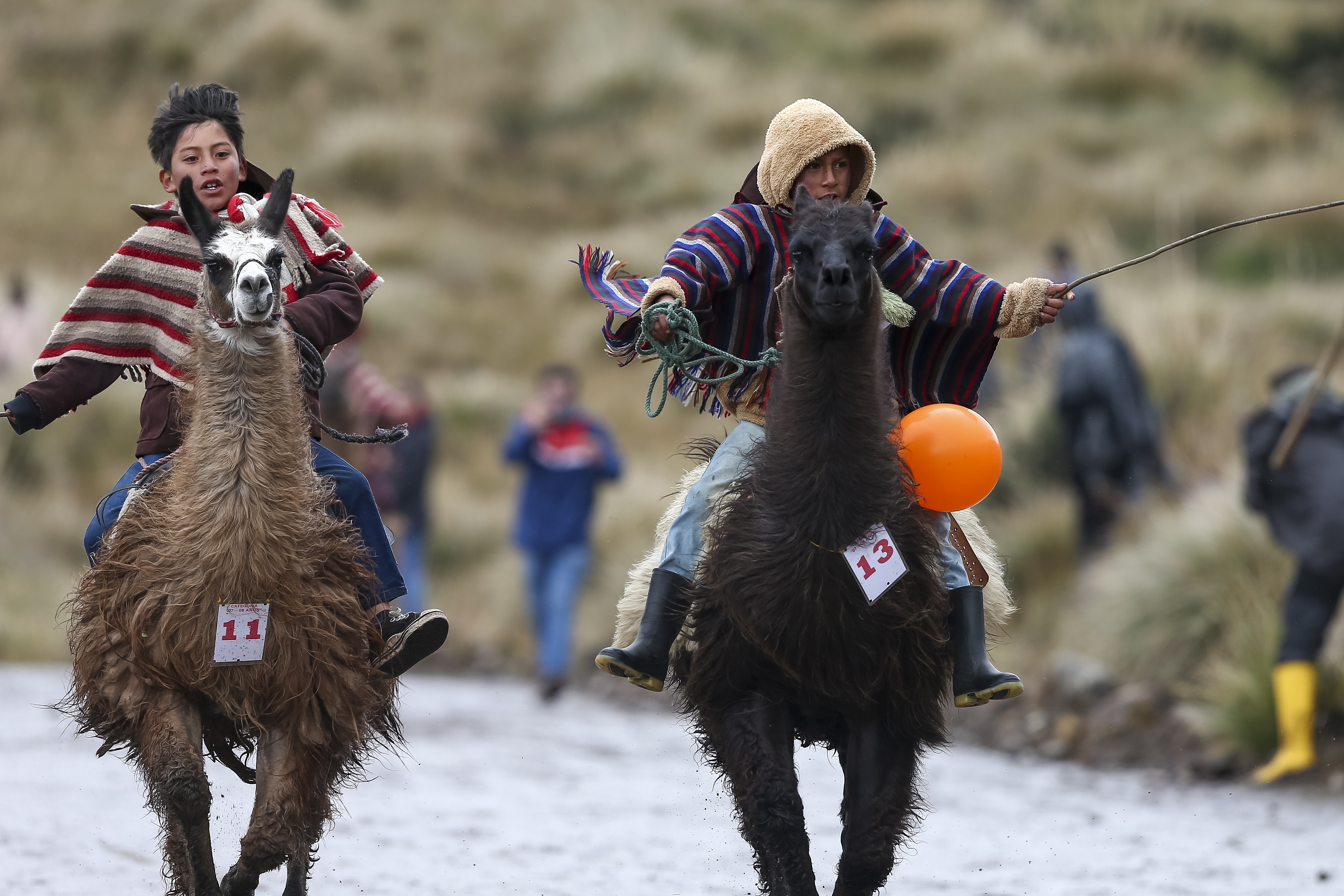 AP Photos: Kids race llamas in Ecuador's highlands