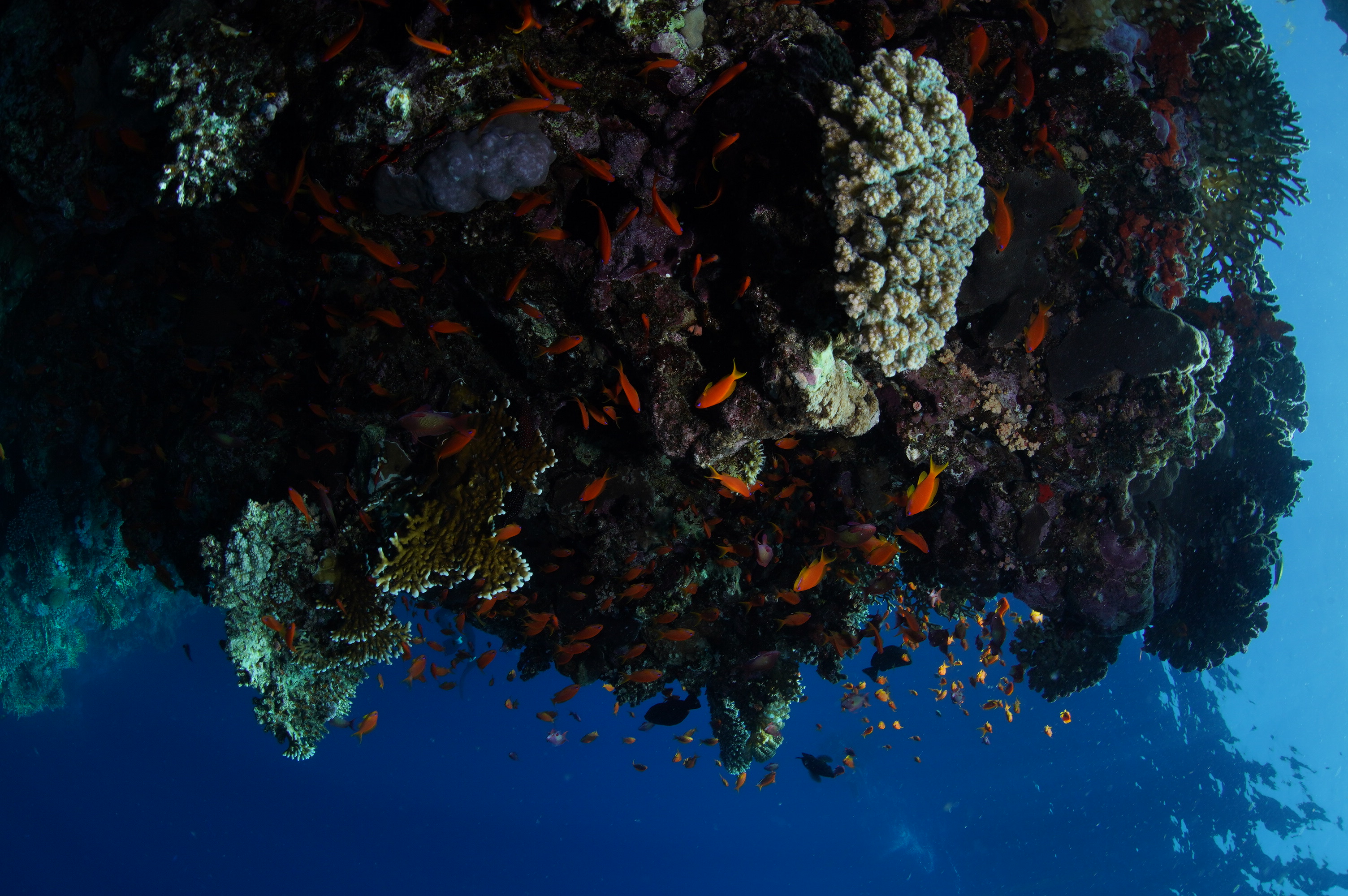 How Lewis Pugh braved sharks and shipping containers in the world's first  swim across the Red Sea