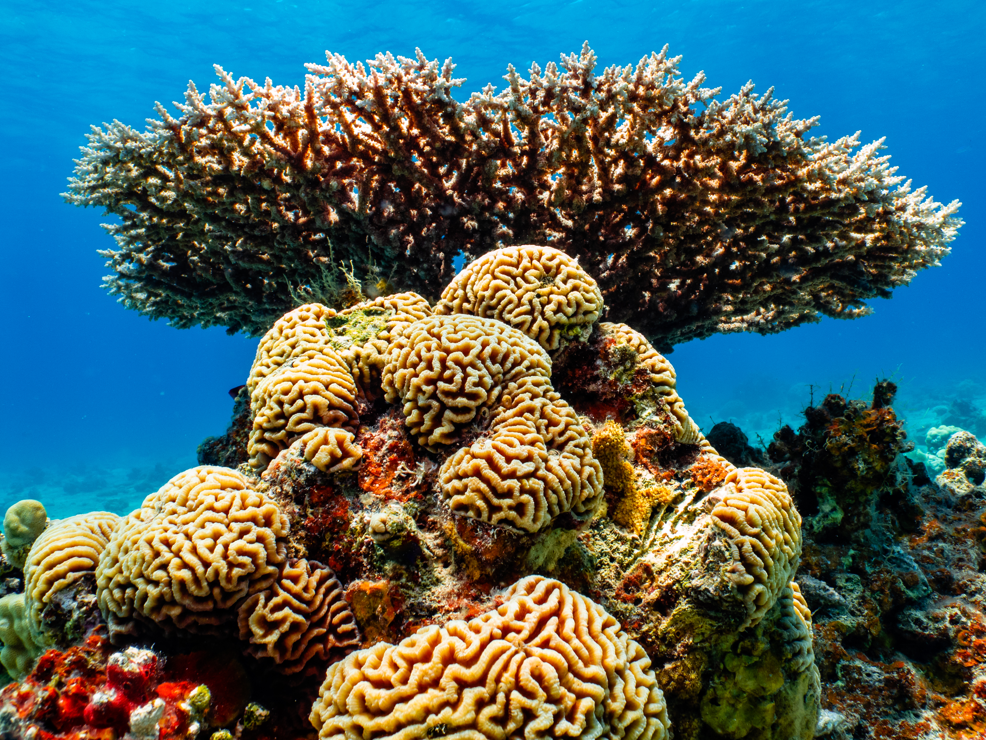 Red Sea 'super corals' resistant to rising ocean temperatures - in pictures