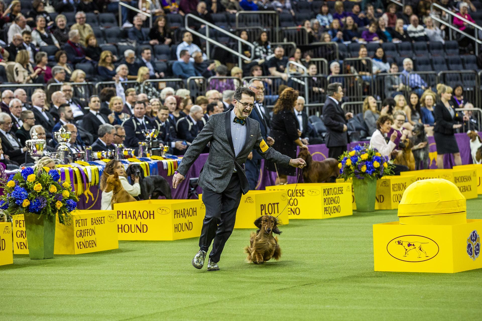 Westminster best in show clearance 2019