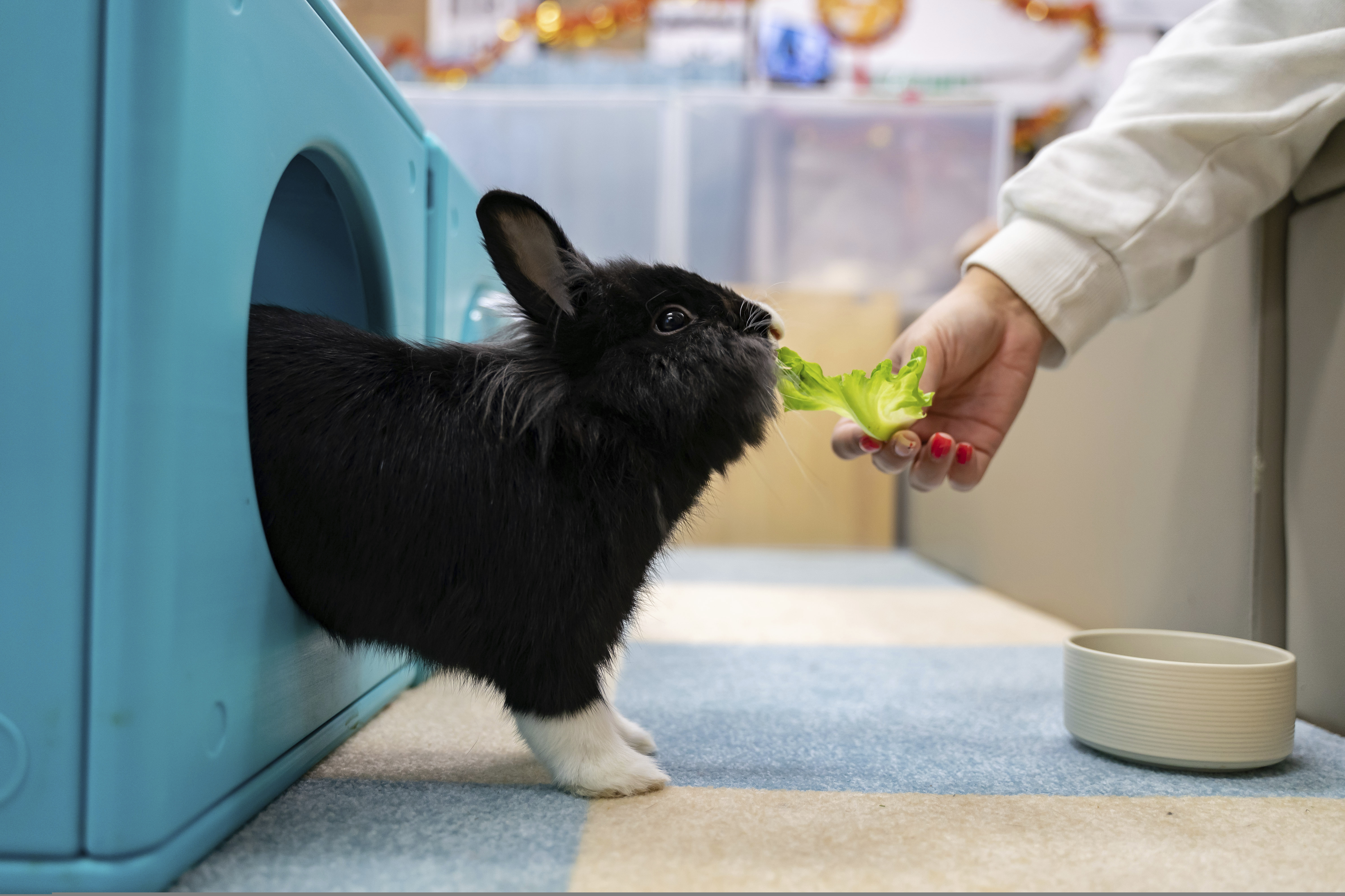 Lennon the shop bunny litter box