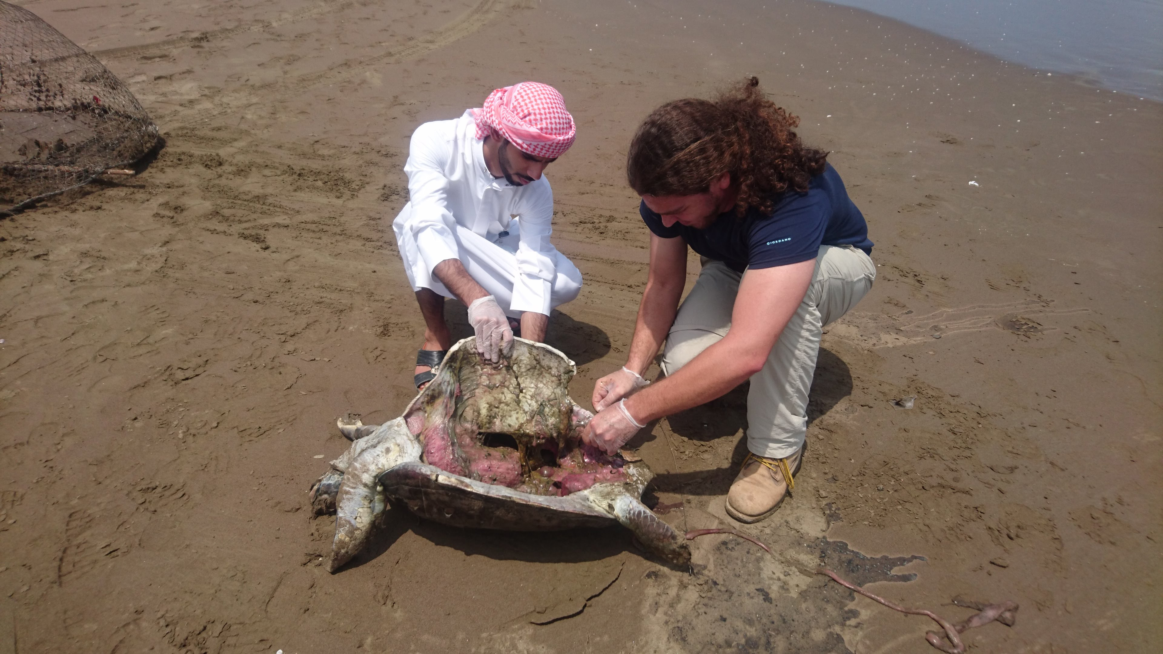 Majority of turtles found dead in Sharjah ate plastic waste, study finds
