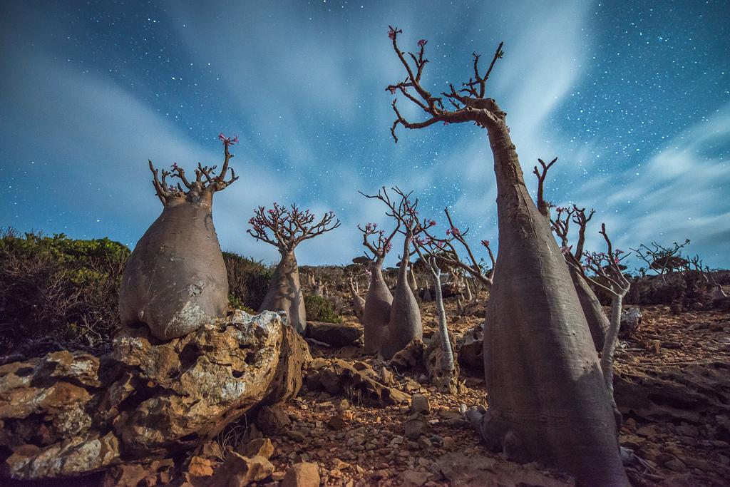 Union Rustic Bottle Tree - Endemic Of Socotra Island On Canvas Print