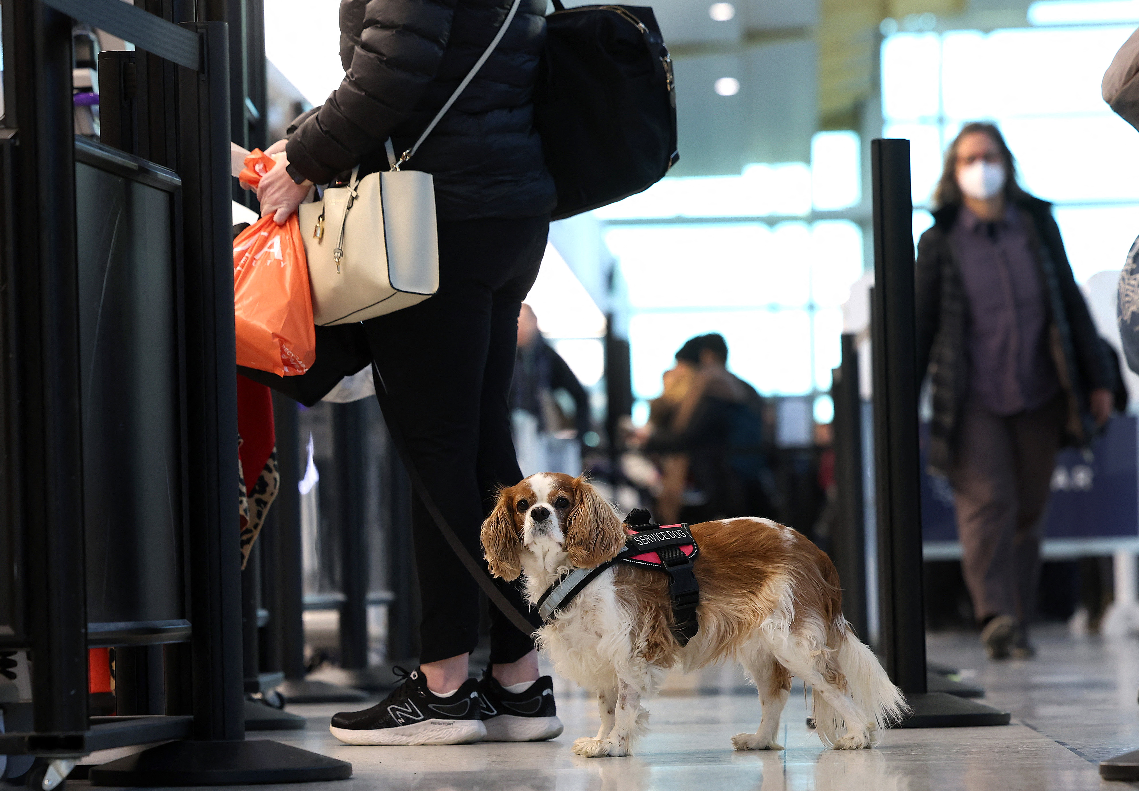 what countries require dogs to be quarantined