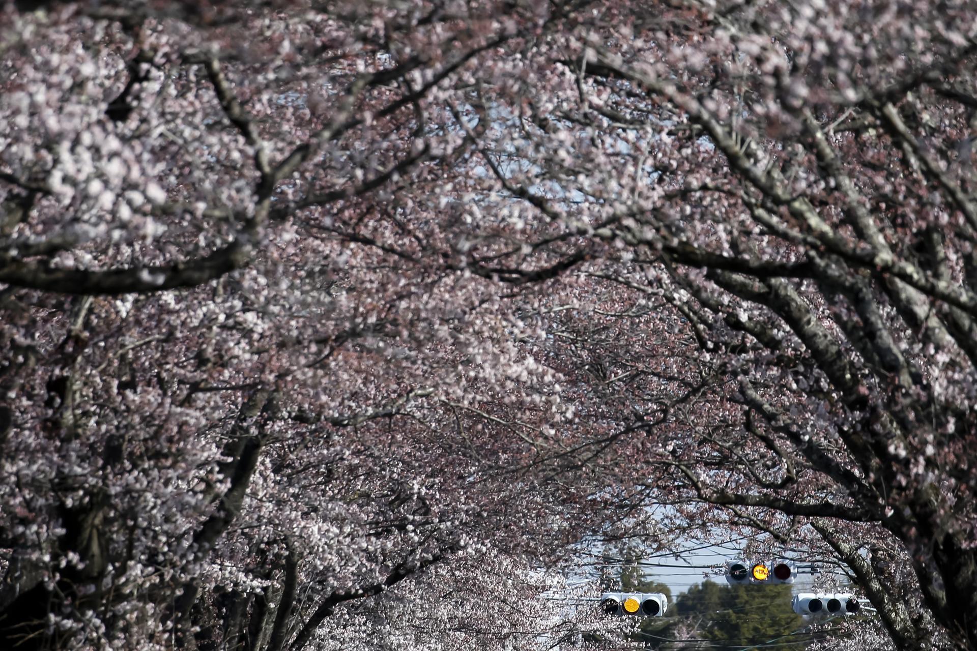 Japan tourism industry blooms as cherry trees draw visitors