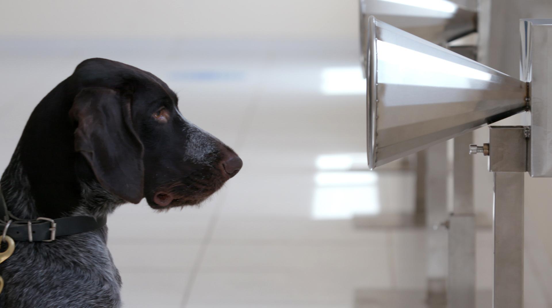 Can I Have A Dog In Dubai