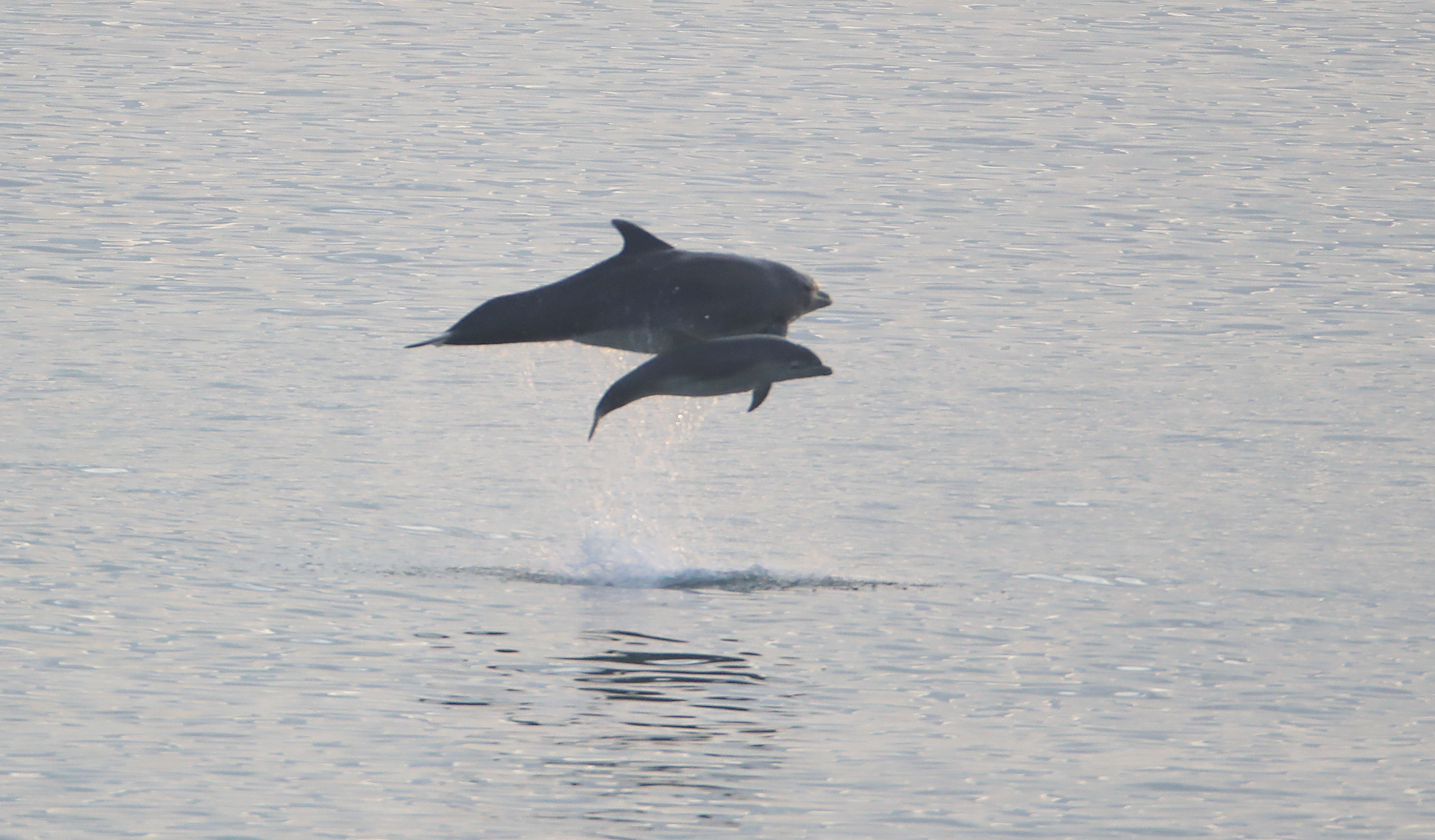 Dolphins: hit by bird flu in UK, hassled in Hawaii