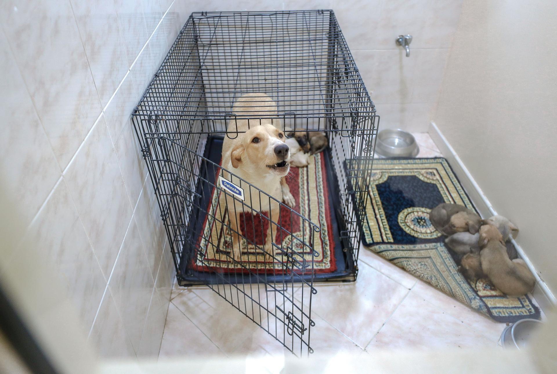 Uae Animal Owners Urged To Plan Ahead To Avoid Shock Of Pet Relocation Costs