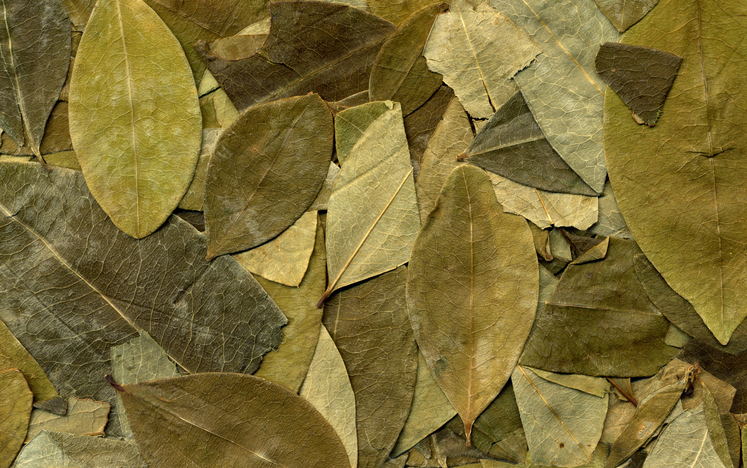 This is a whole new flavor chemistry': Coca leaf extract improves the taste  of diet cola