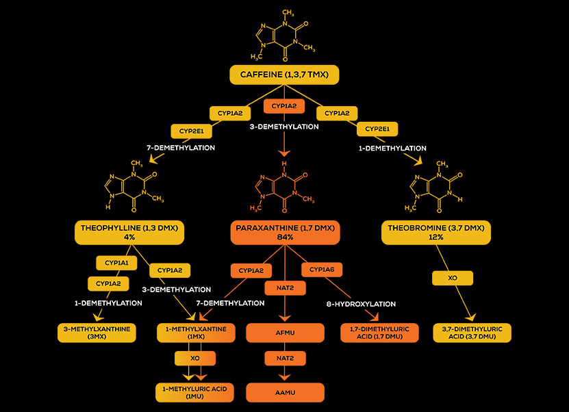 Paraxanthine provides energy with cognitive benefits