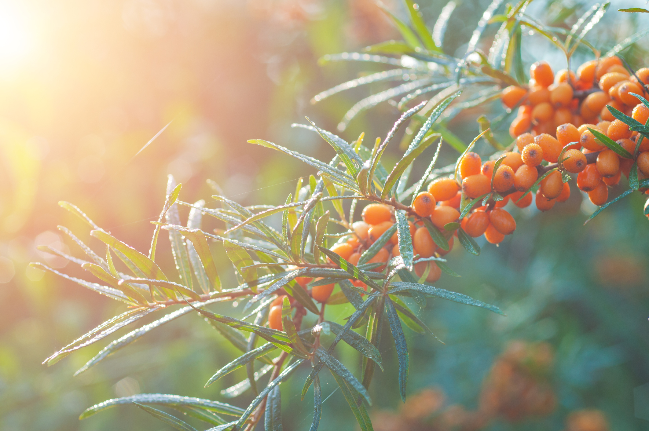 dōTERRA zeroes in on metabolism support