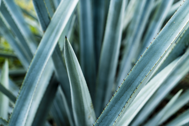 Agave fructans could rival chicory inulin for texturizers