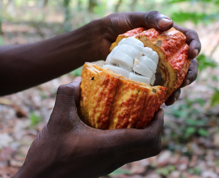 Upcycled cocoa fruit waste sweetens deals in confectionery, bakery