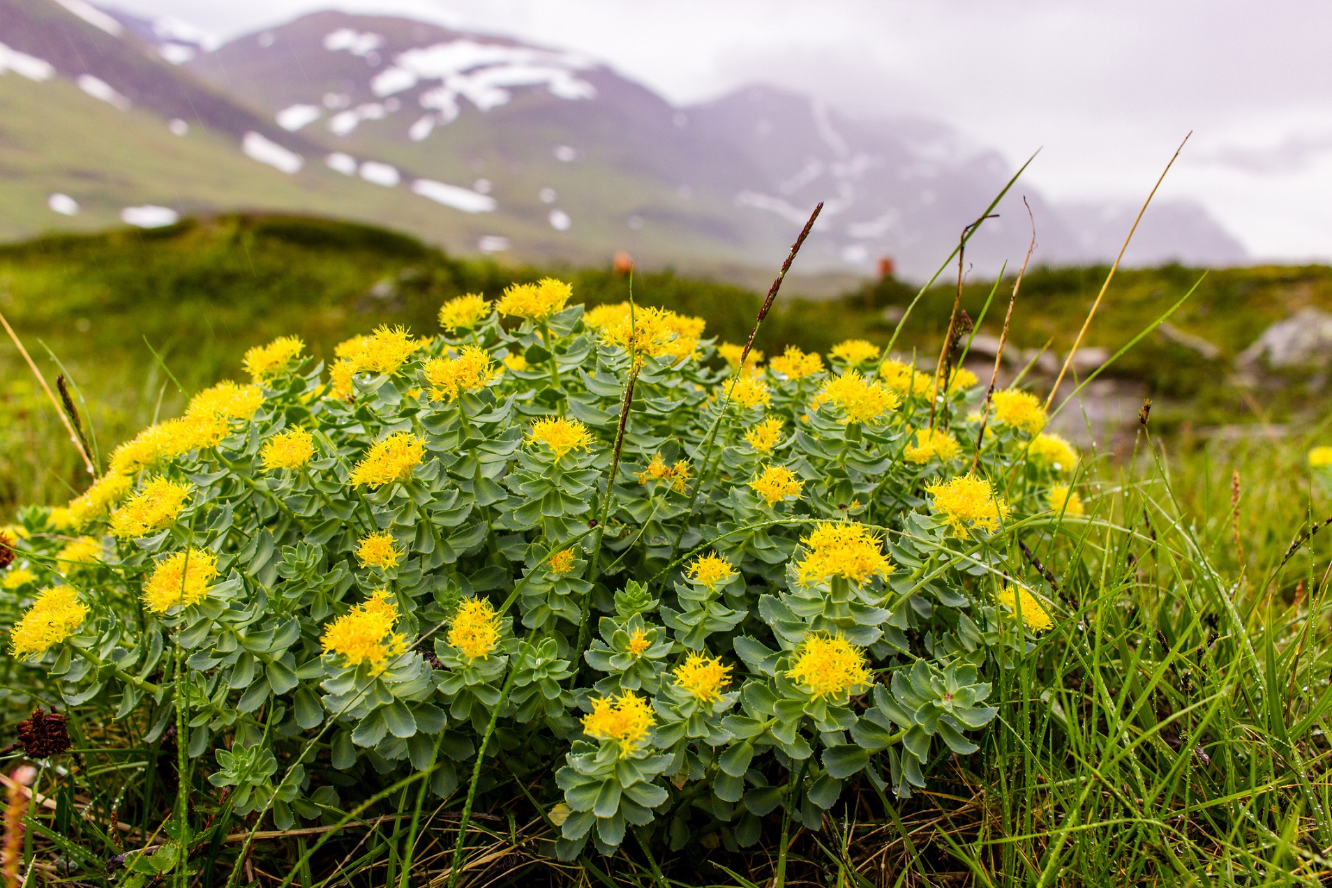 rhodiola rosea supplement for stress, cognitive function, fatigue, stamina