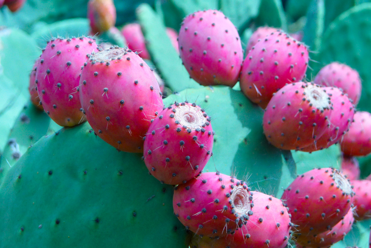 Mexican nopal cactus seen as a healthy, functional food across Latin America