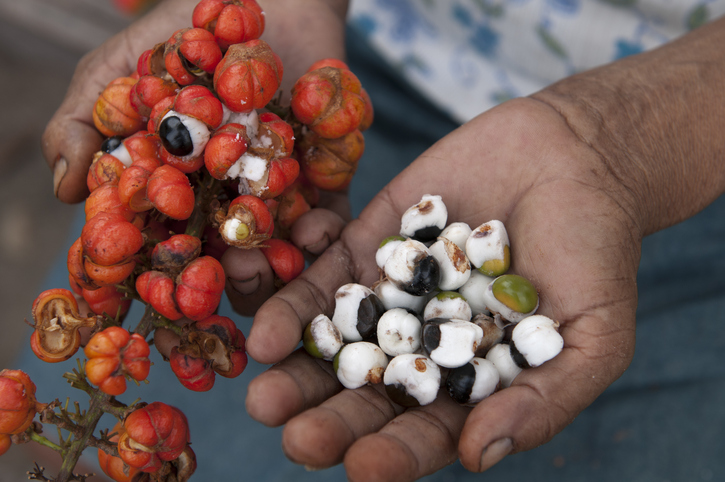 Guarana farmers ready to harvest fruit from hardier, higher-yielding variety