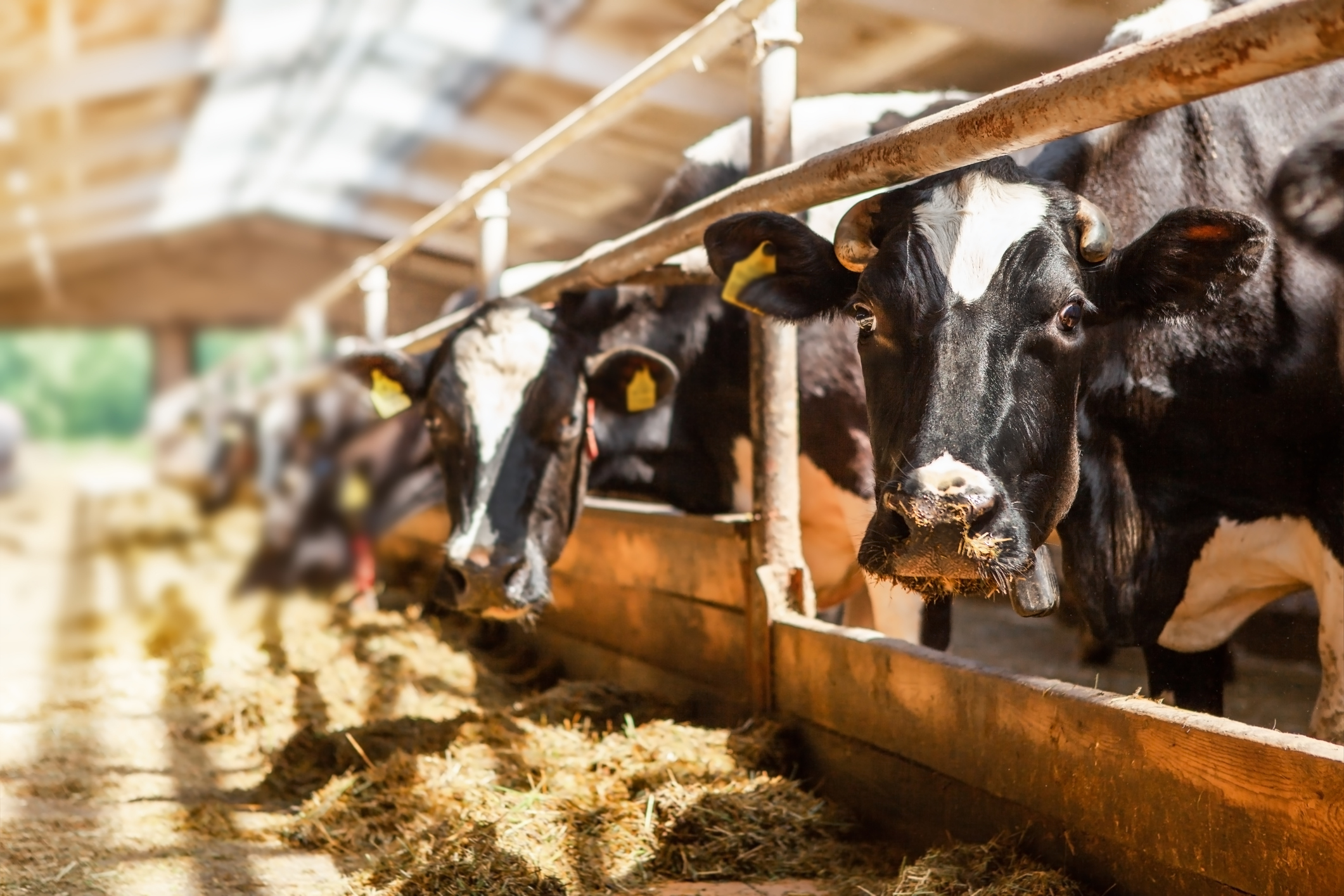 AI to the farm: Nine start-ups join UK accelerator to reinforce agri-food supply chains – AgTechNavigator.com