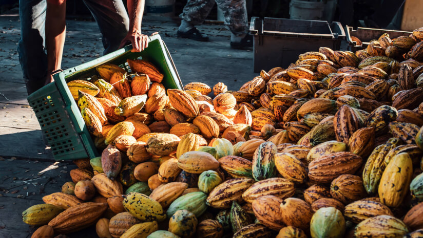 Cocoa traceability and the EUDR