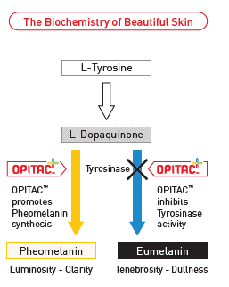 opitac glutathione vs l-glutathione Opitac GSH glutathione ingredient reduces UV spots in beauty market