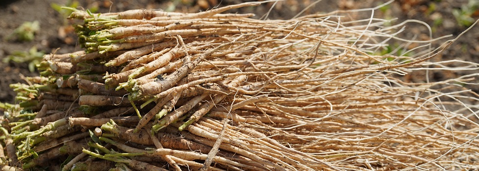 Ashwagandha root for health in the natural products industry