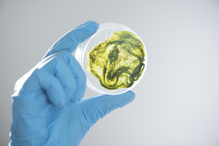 ‘Without a shared plan, supply chains fragment and progress stalls,’ warns genetics player about the EU’s agri food vision – agtechnavigator.com